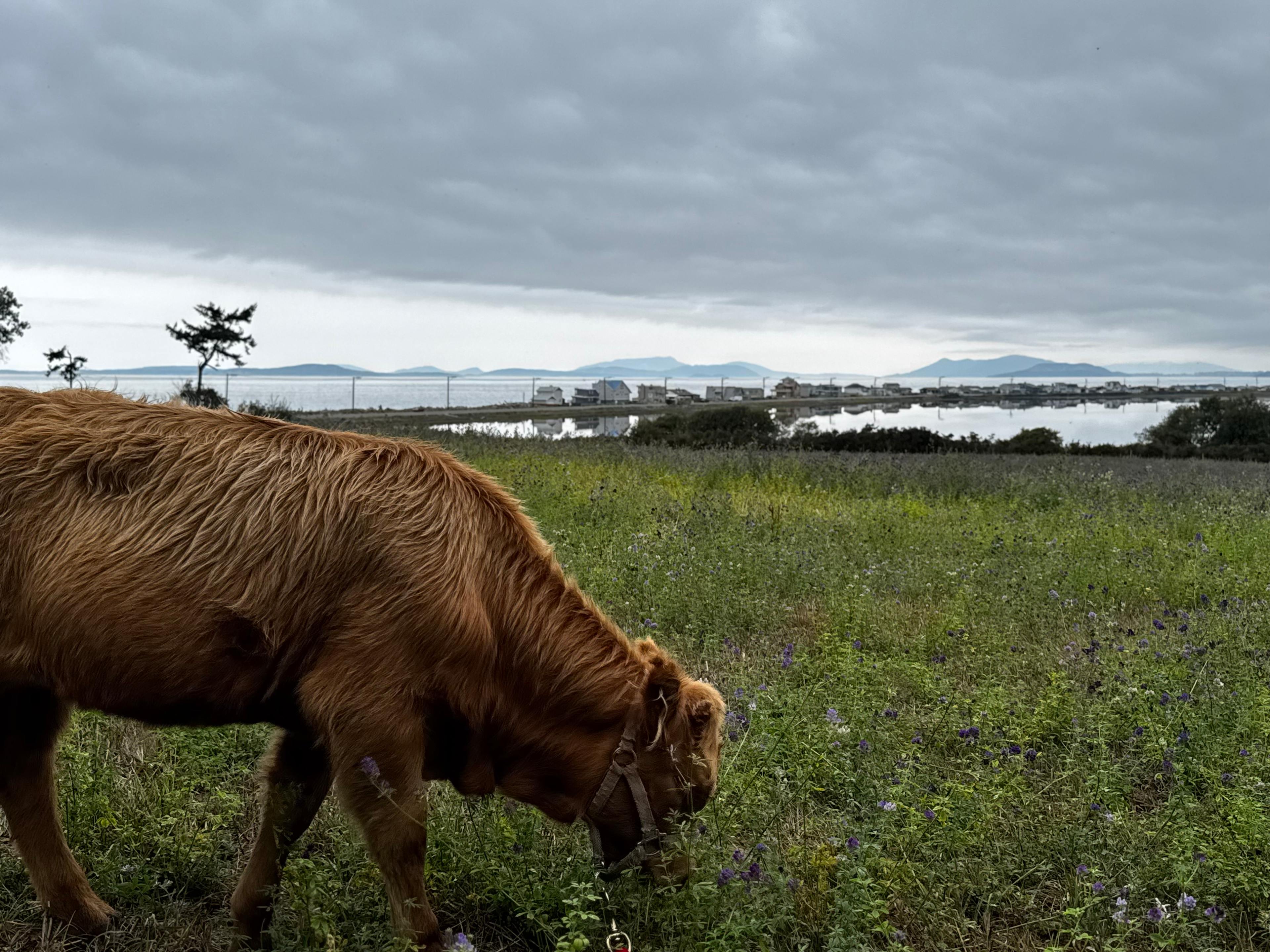 Whidbey Highland Farm