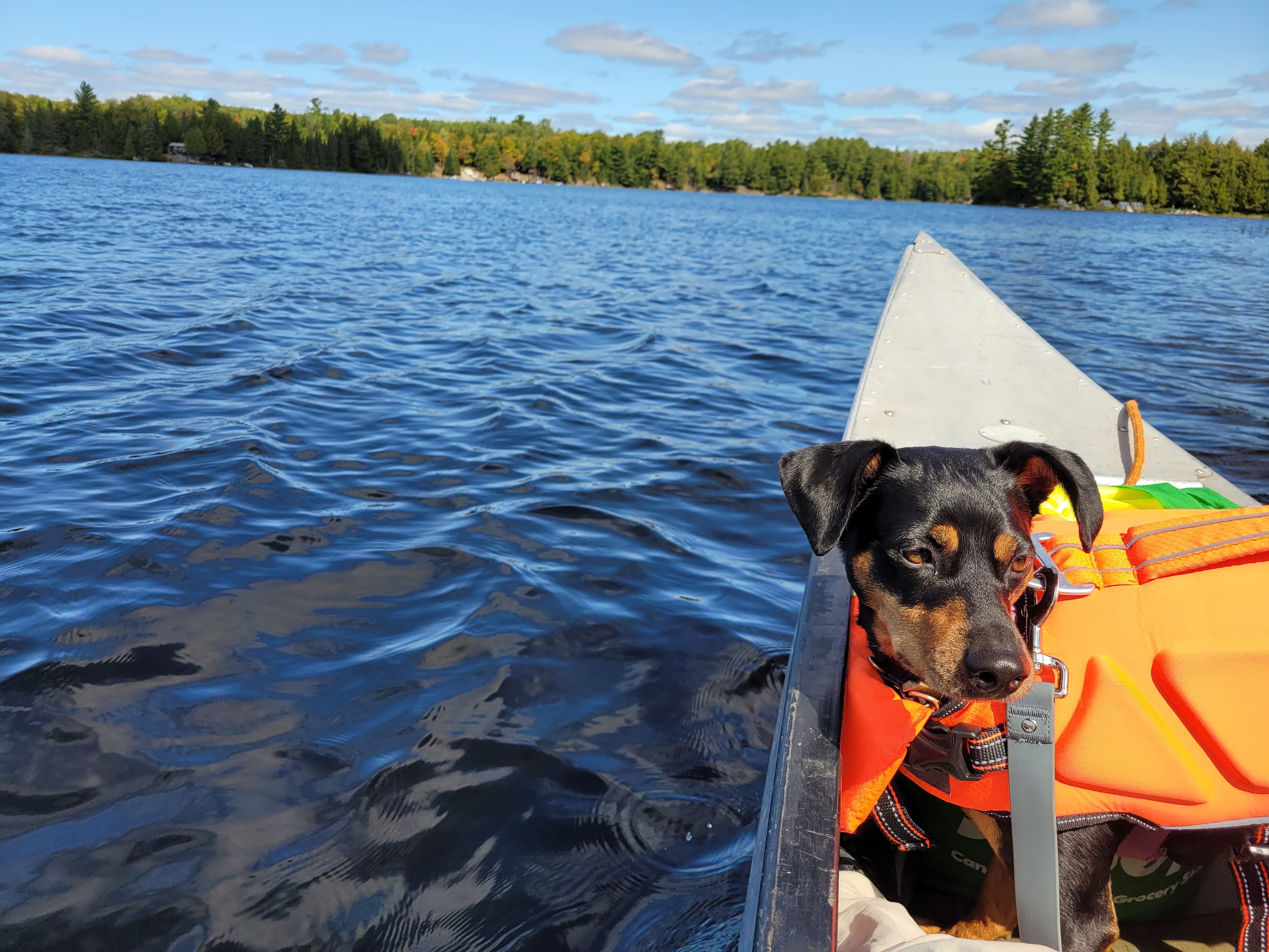 Natural Joy! Cosy Canoe Cottage
