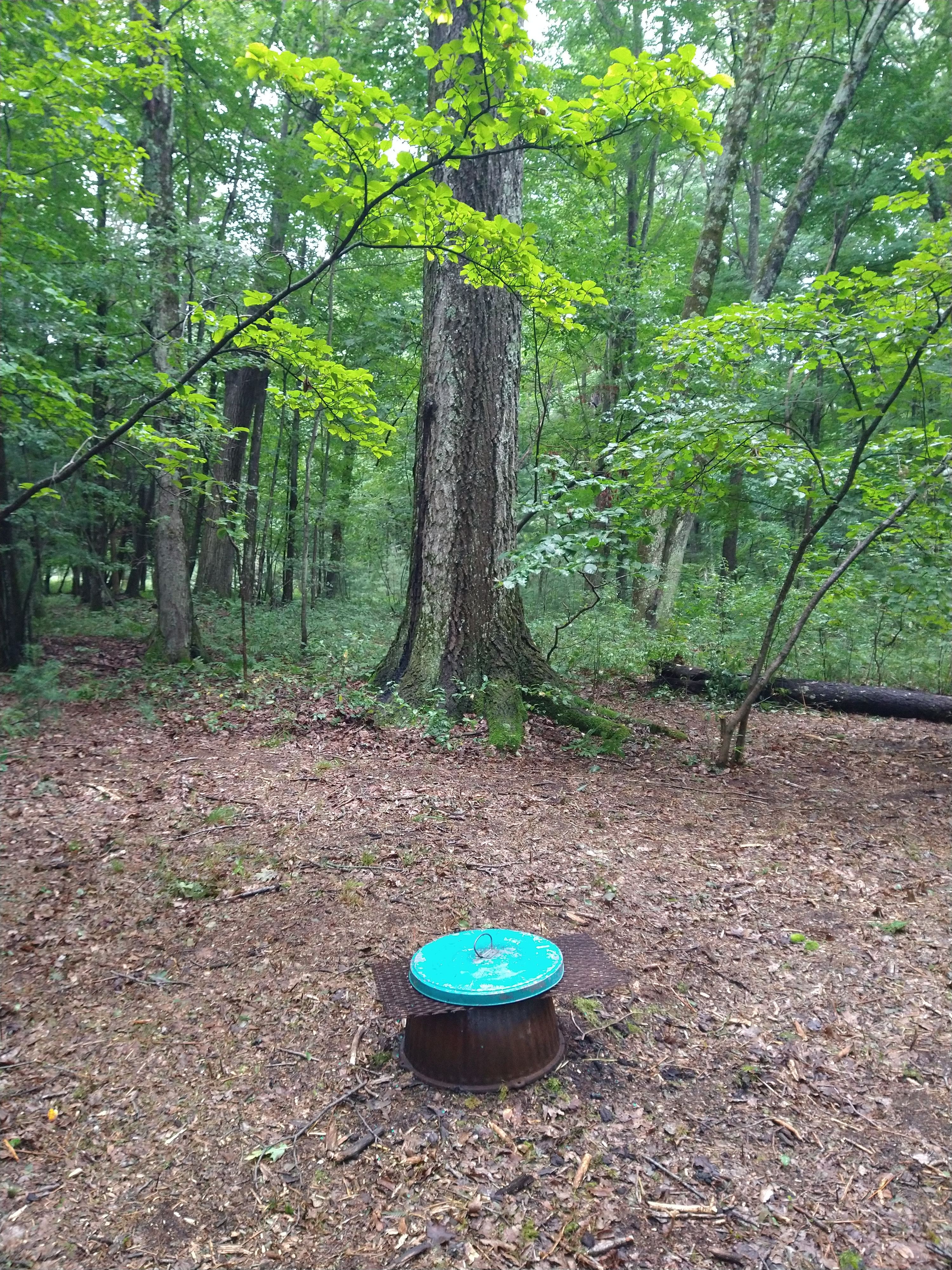 Valley of the Giants Camp