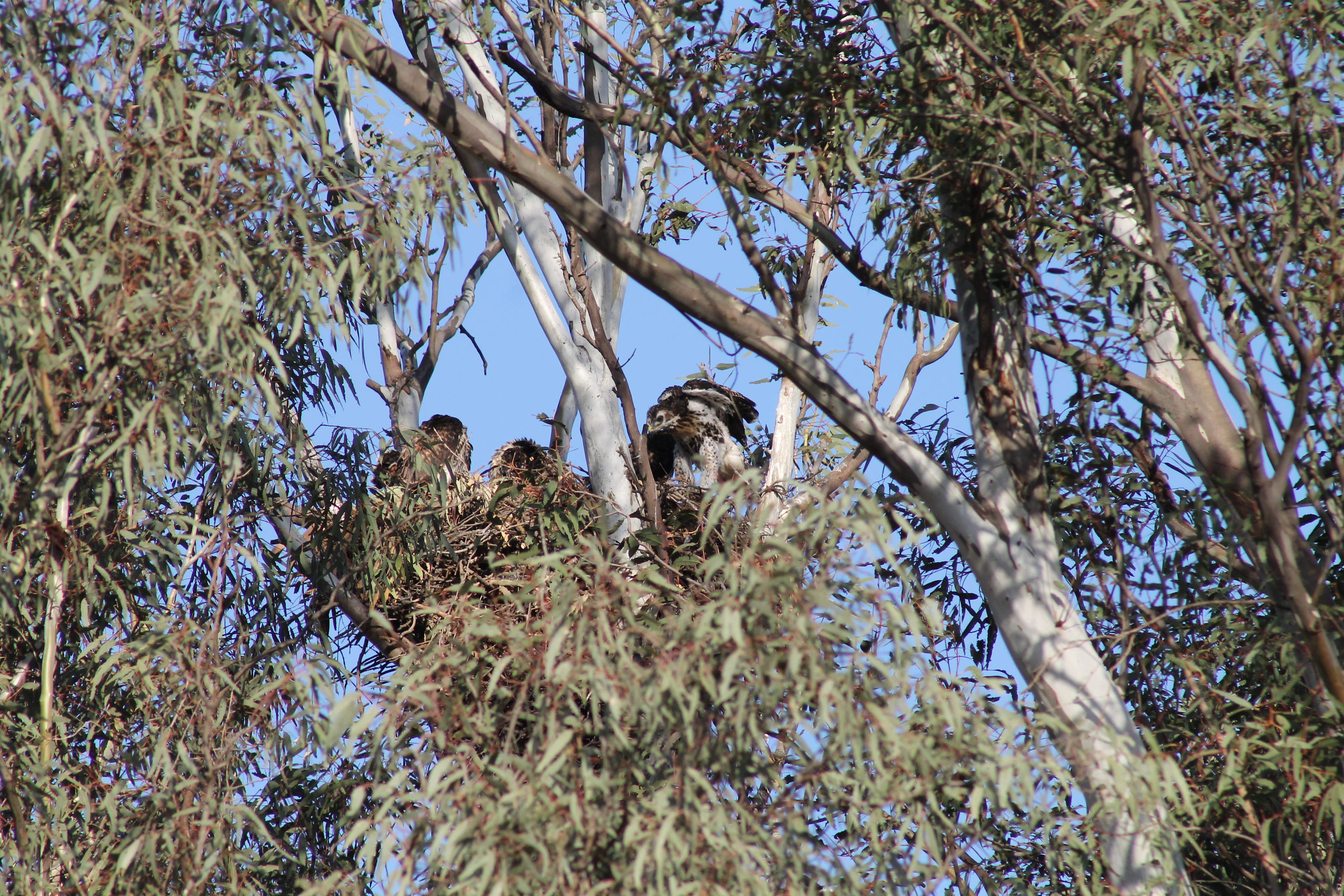 Eyrie Farm Tent Camping