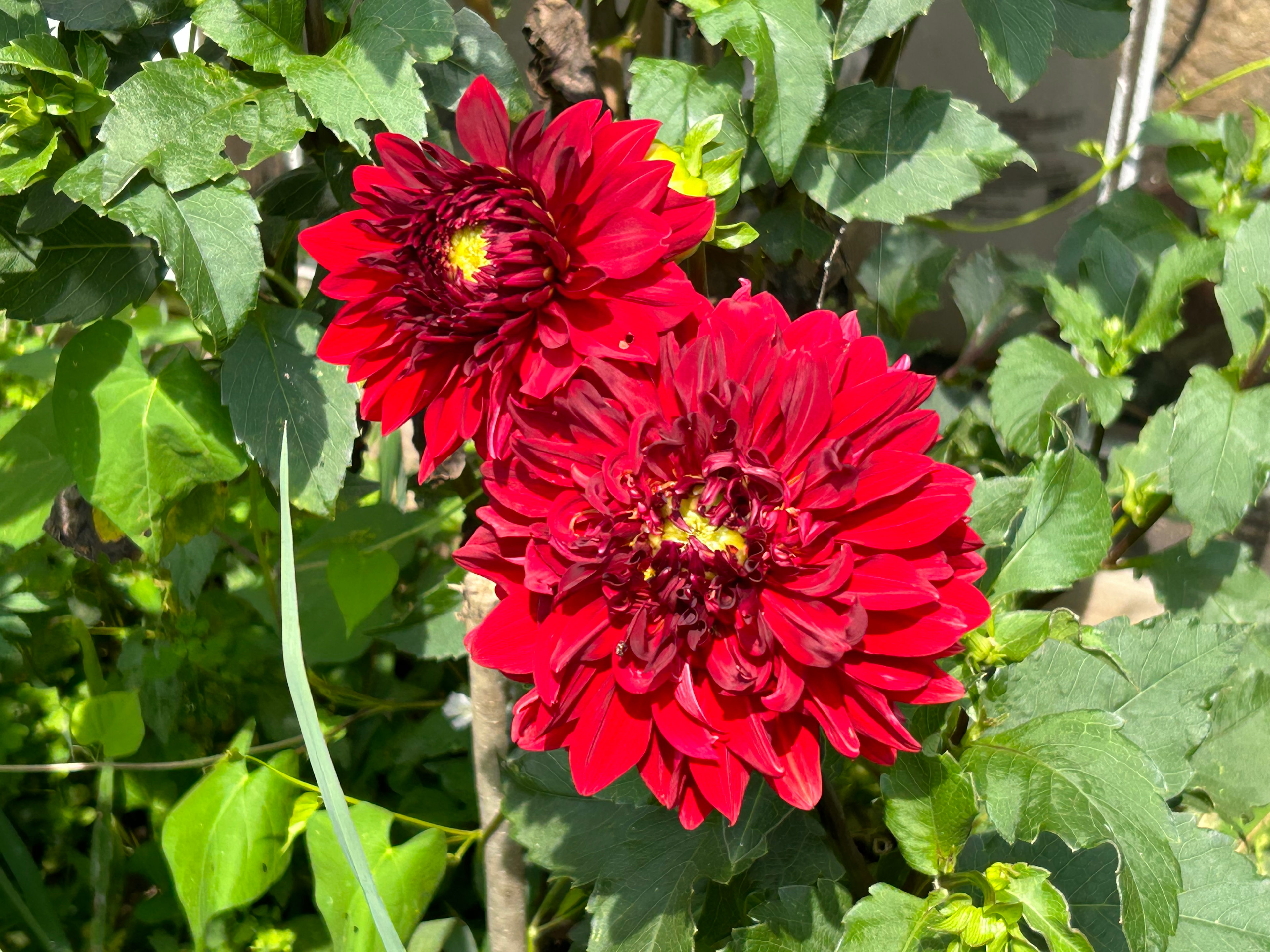 Lot Tent / Teepee Area