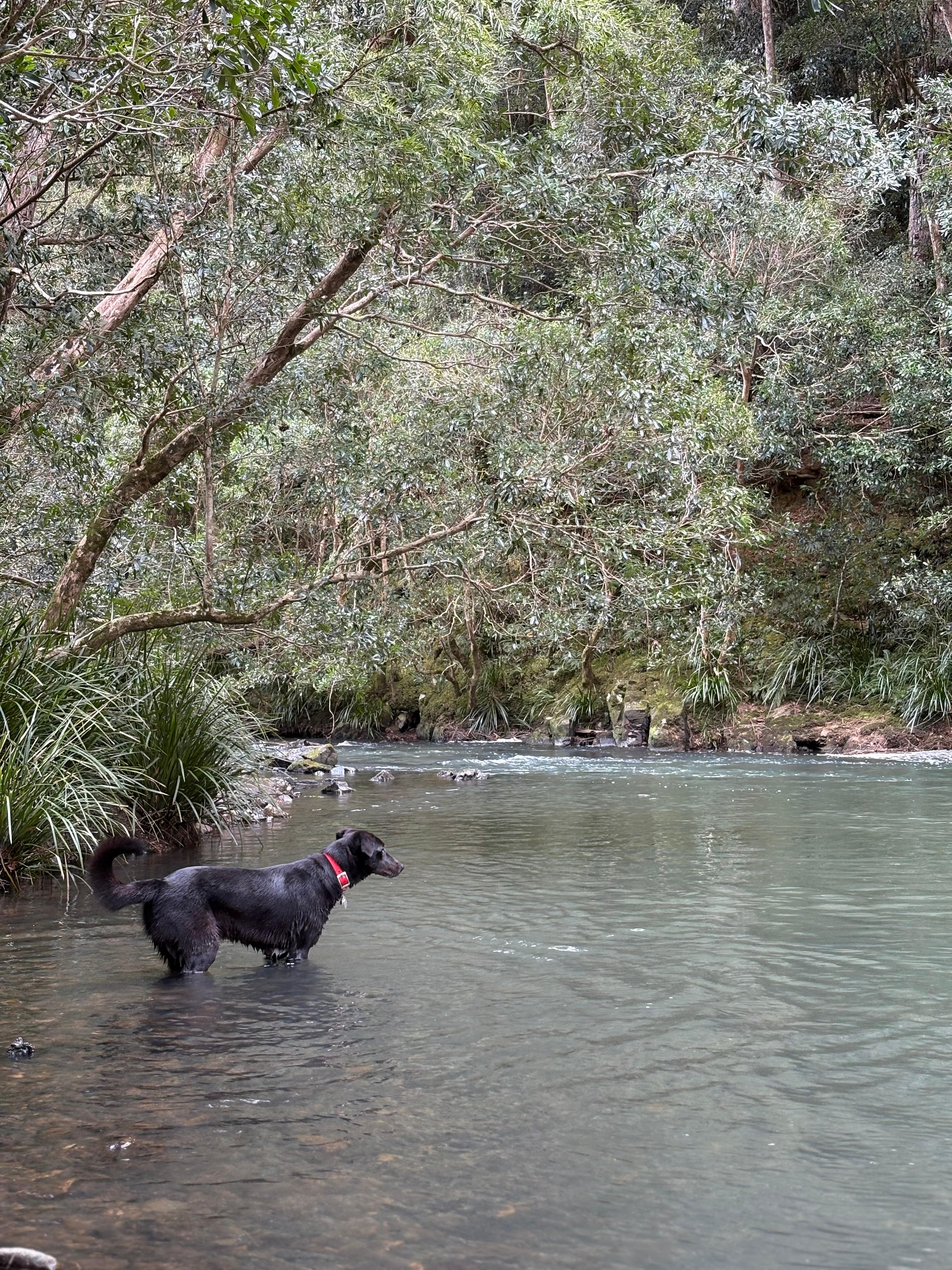 Frog Hollow Rainforest Camping