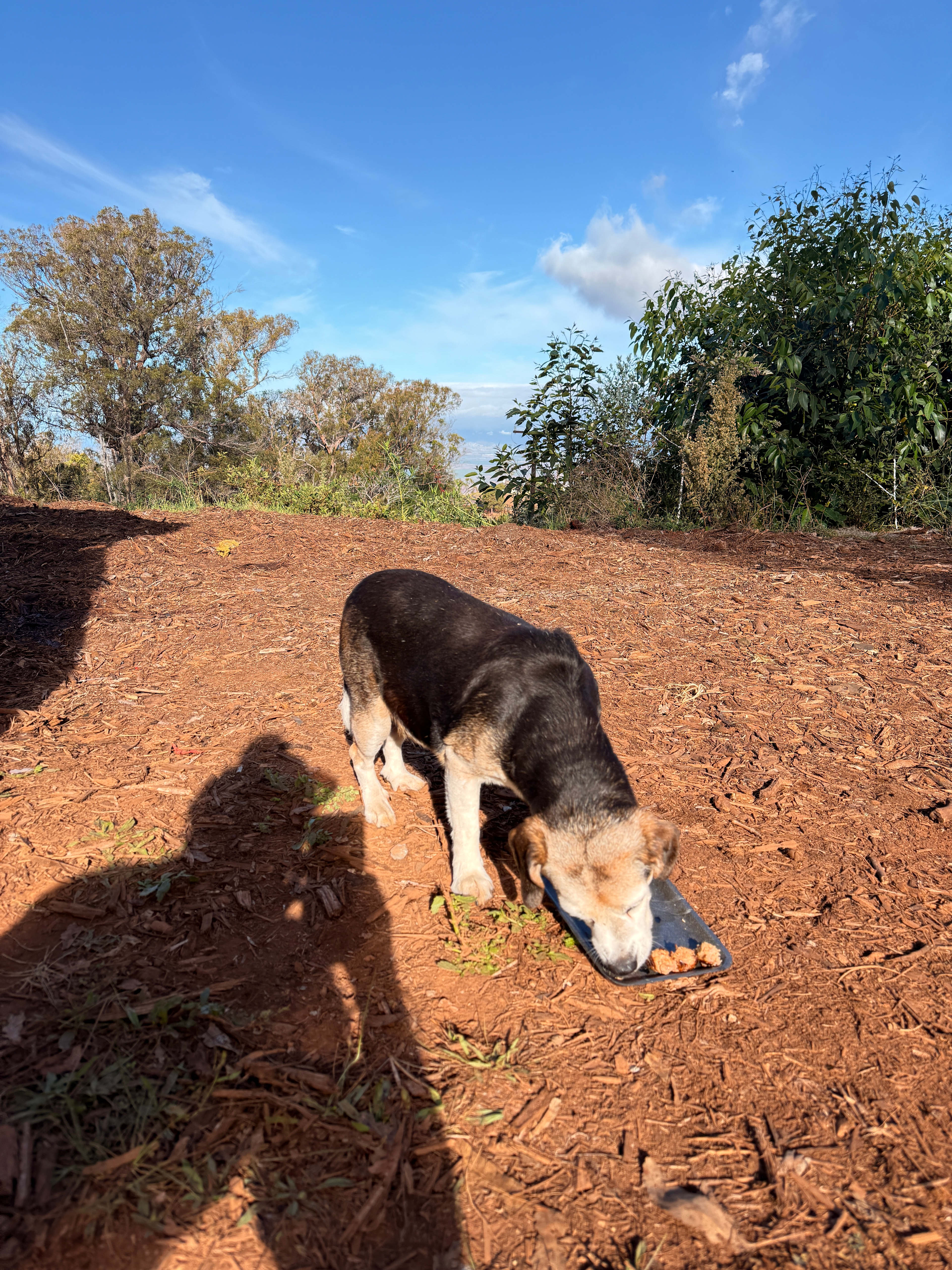Secluded Upcountry Maui Camping