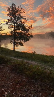 Cozy canopy in the woods
