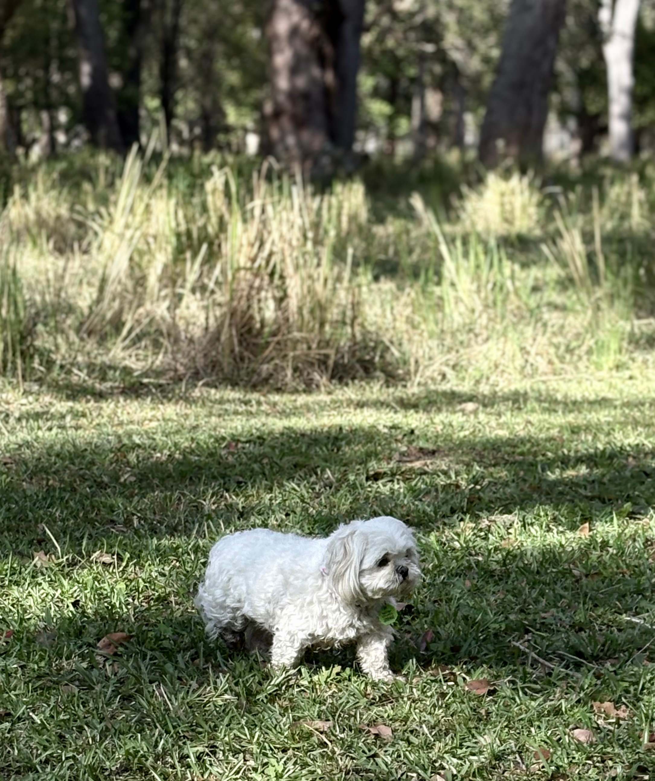 Our little dog loved the freedom