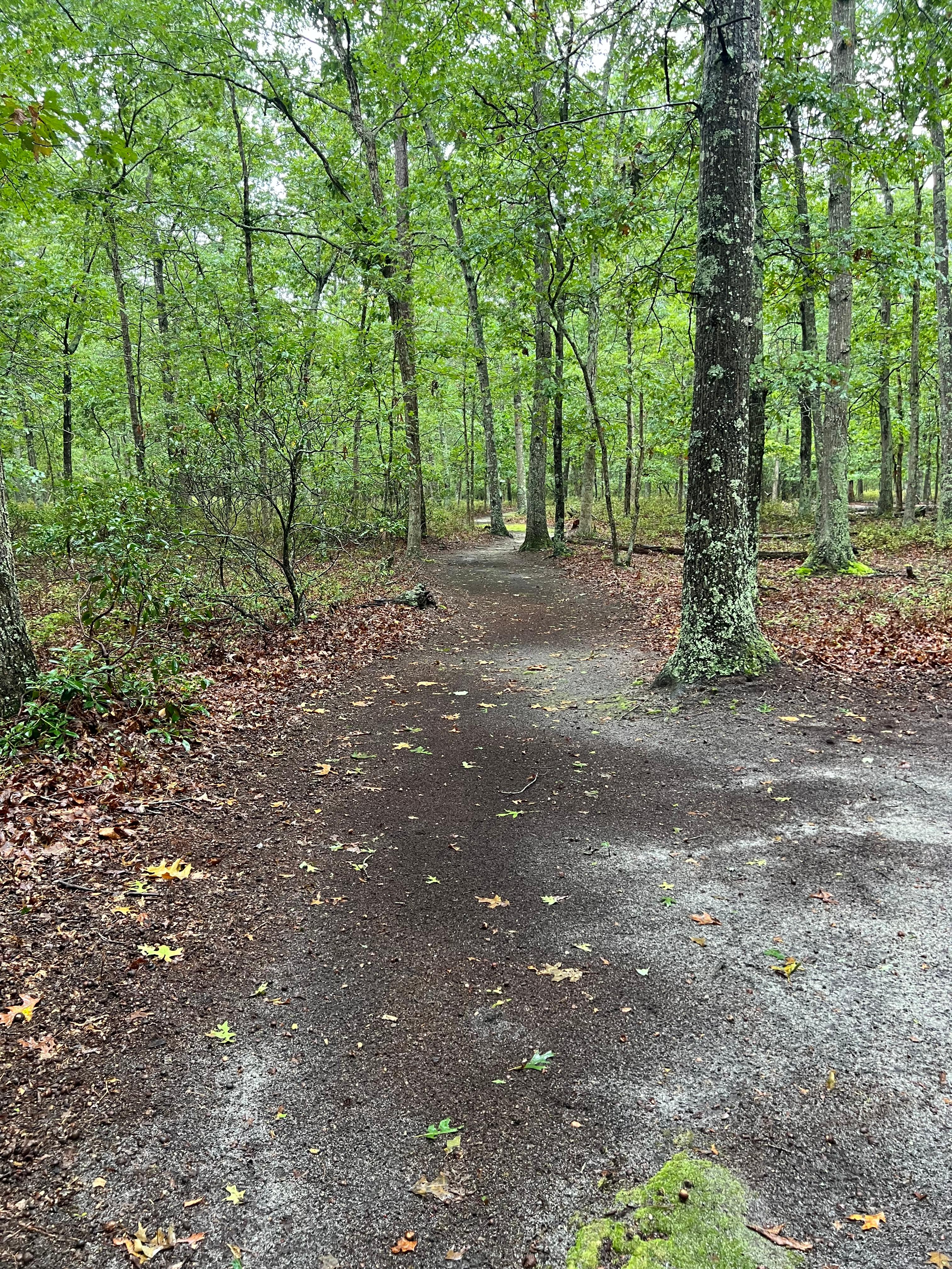Glamping In The Woods
