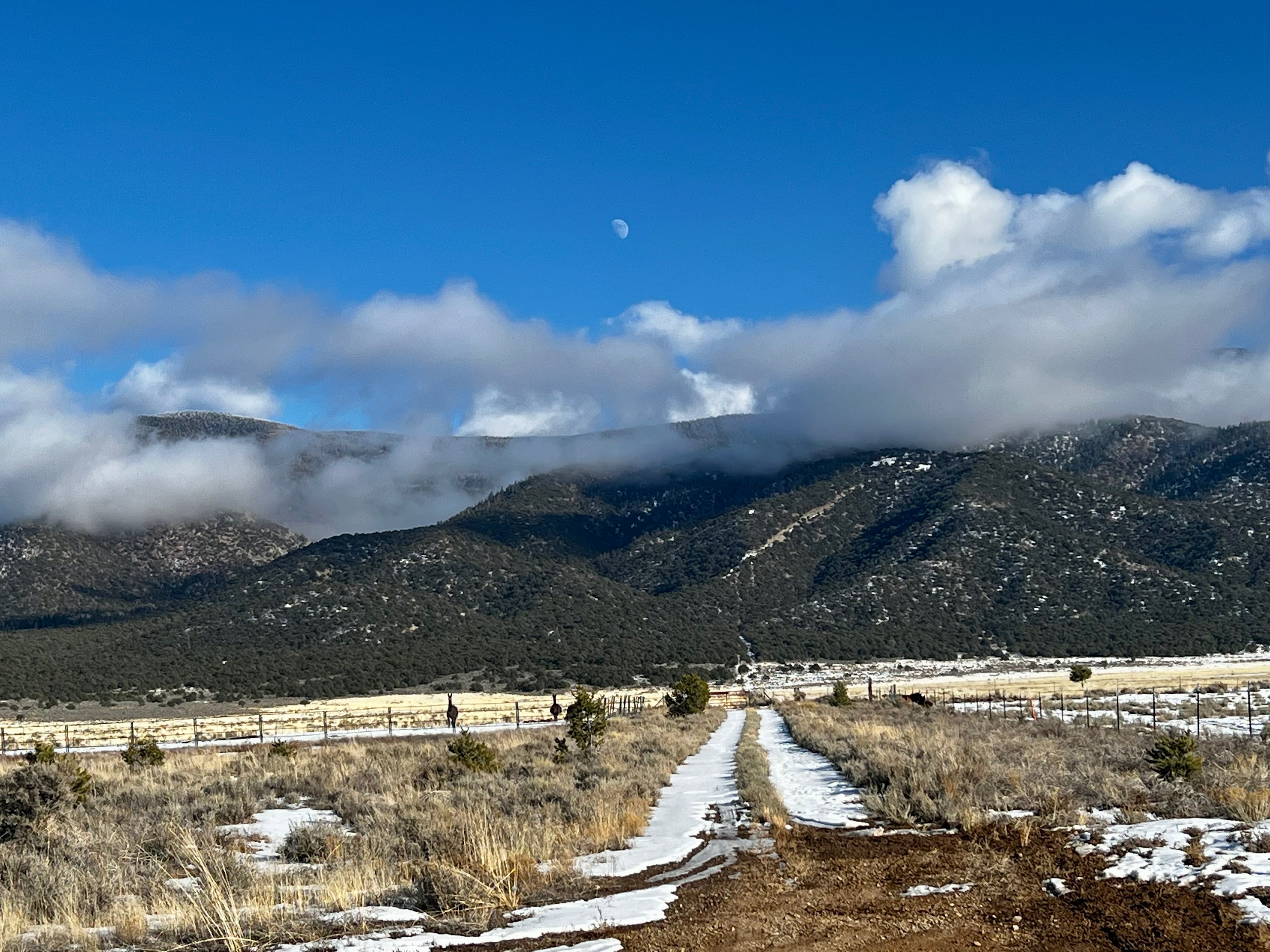 Glamping RV on Llama Rescue Ranch