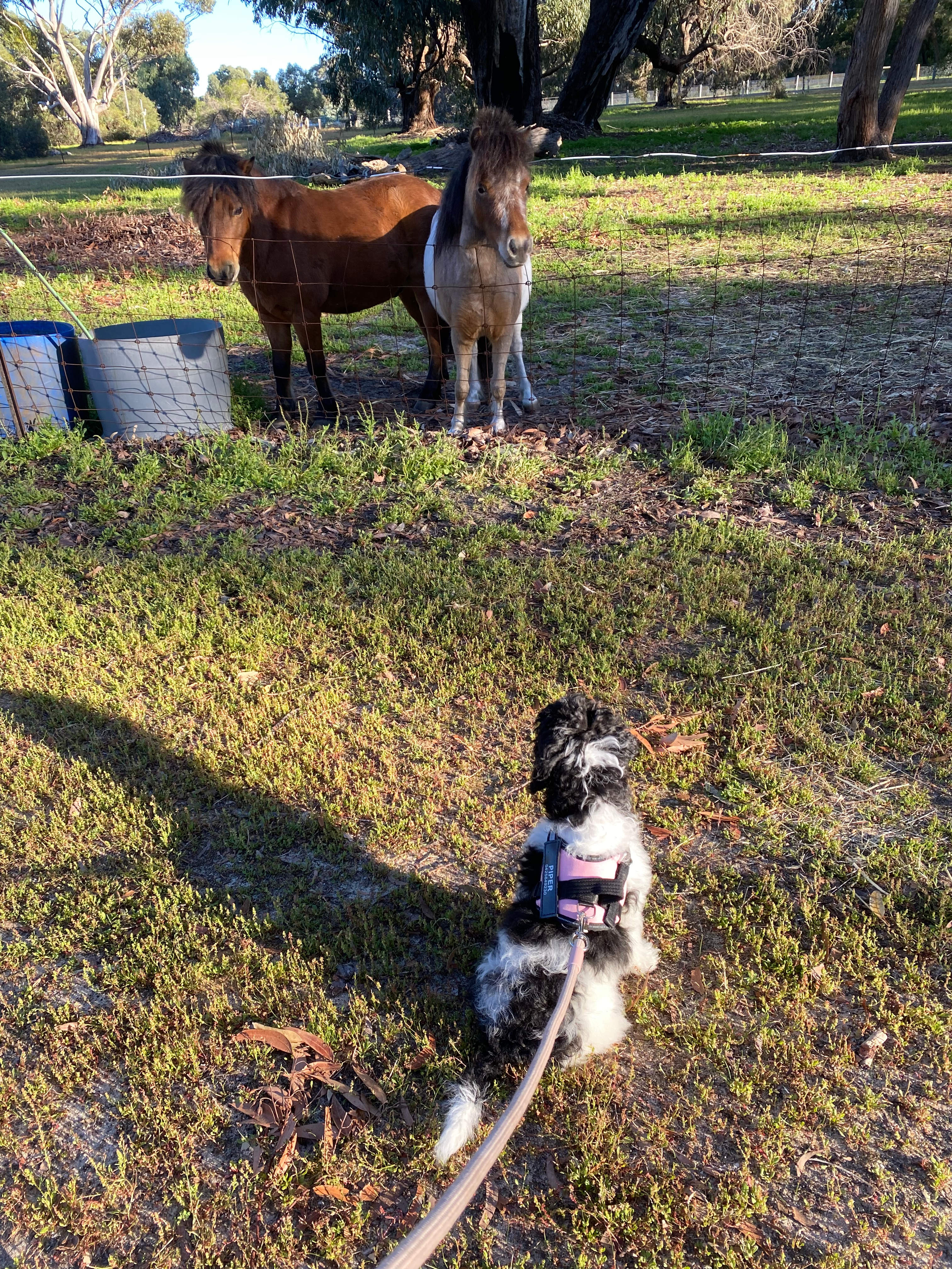 Tranquillity On Tuart