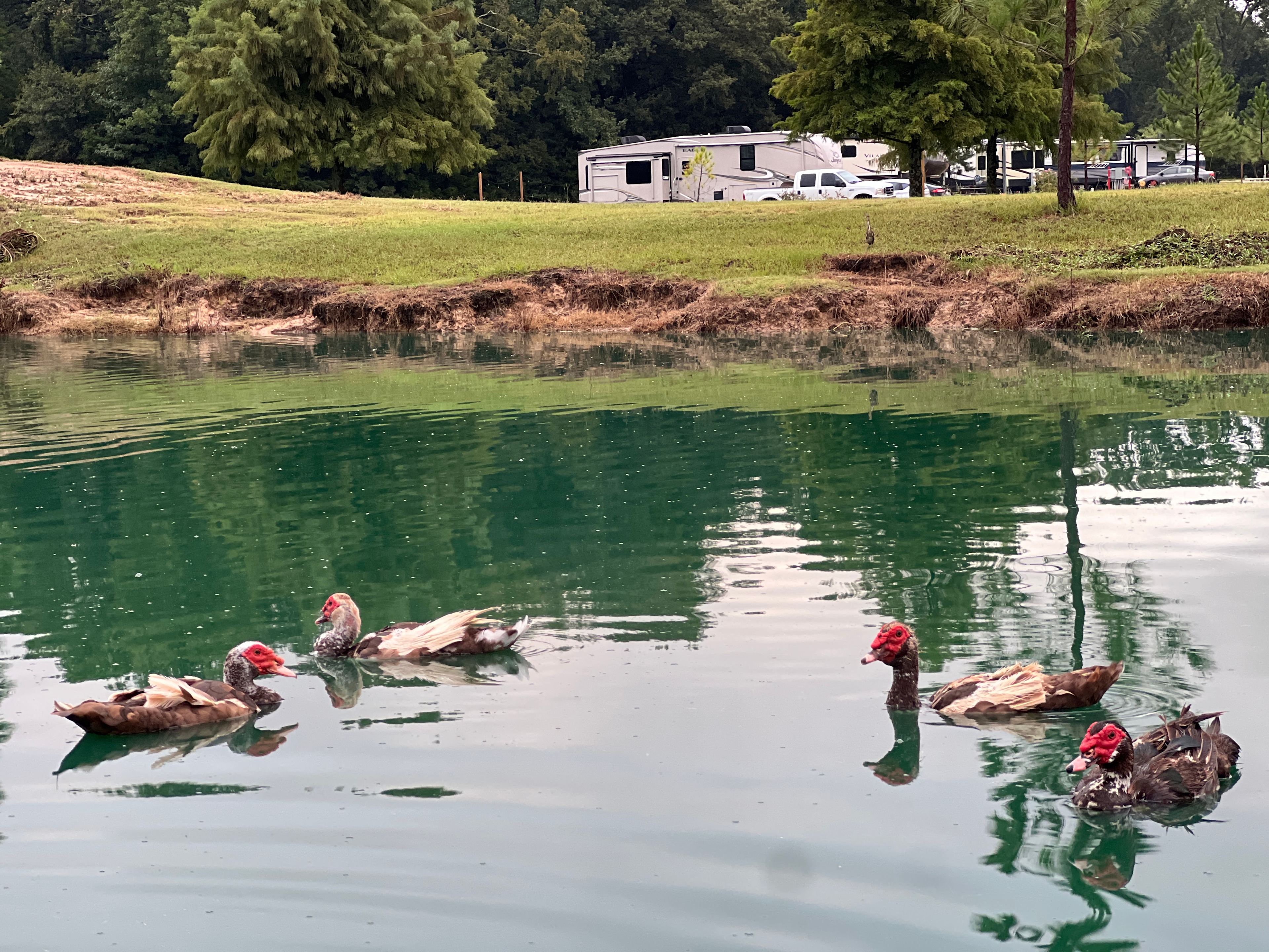 Big Rig Friendly Park in the Pines