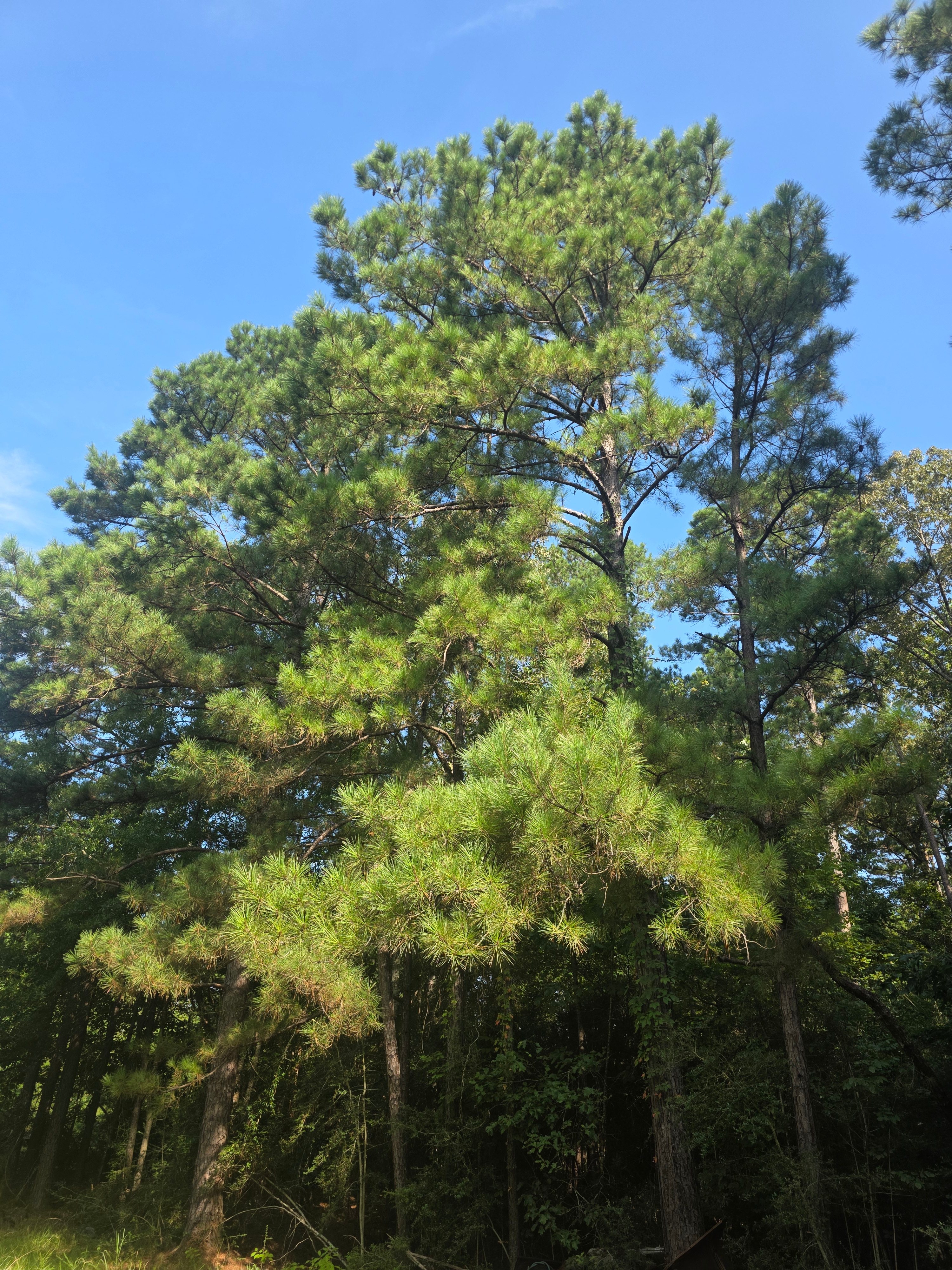 Boondocking near the Ouchita River