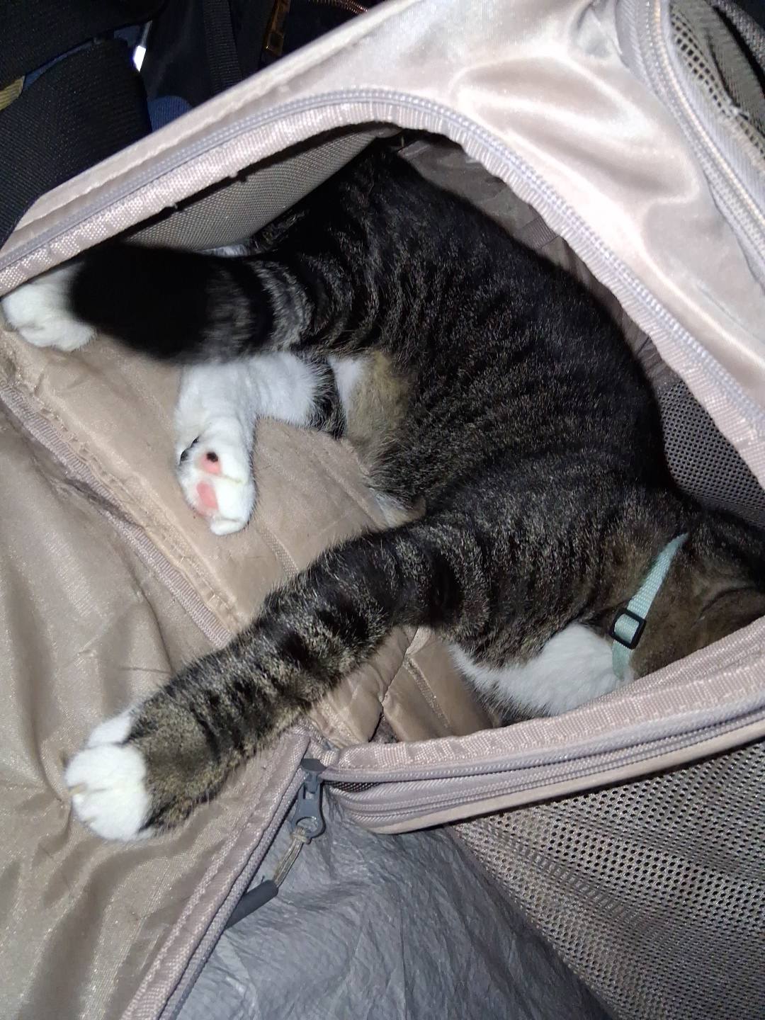 My was comfy and slept the whole time