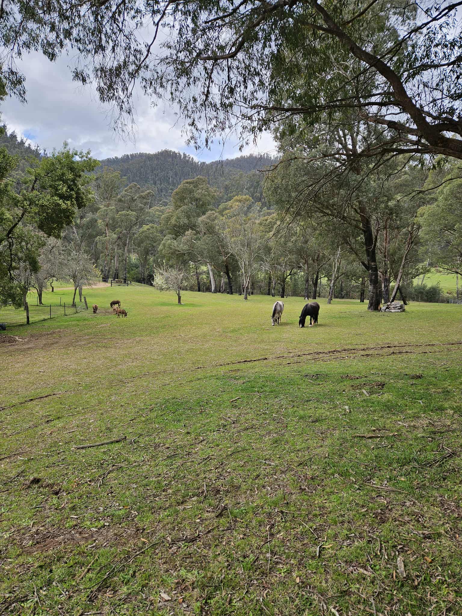 Stormyacres glamping experience