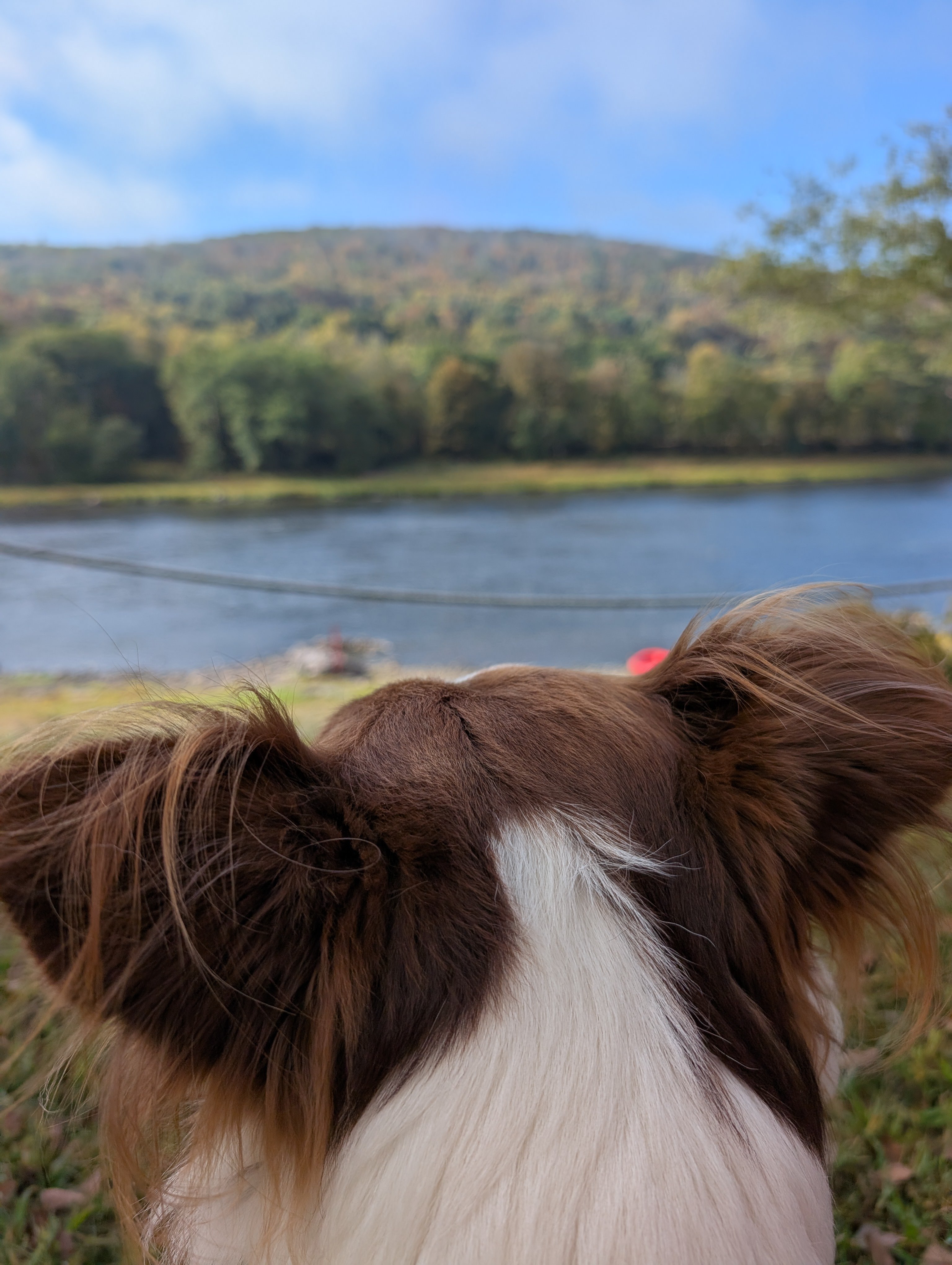 Harley is impressed with the view!