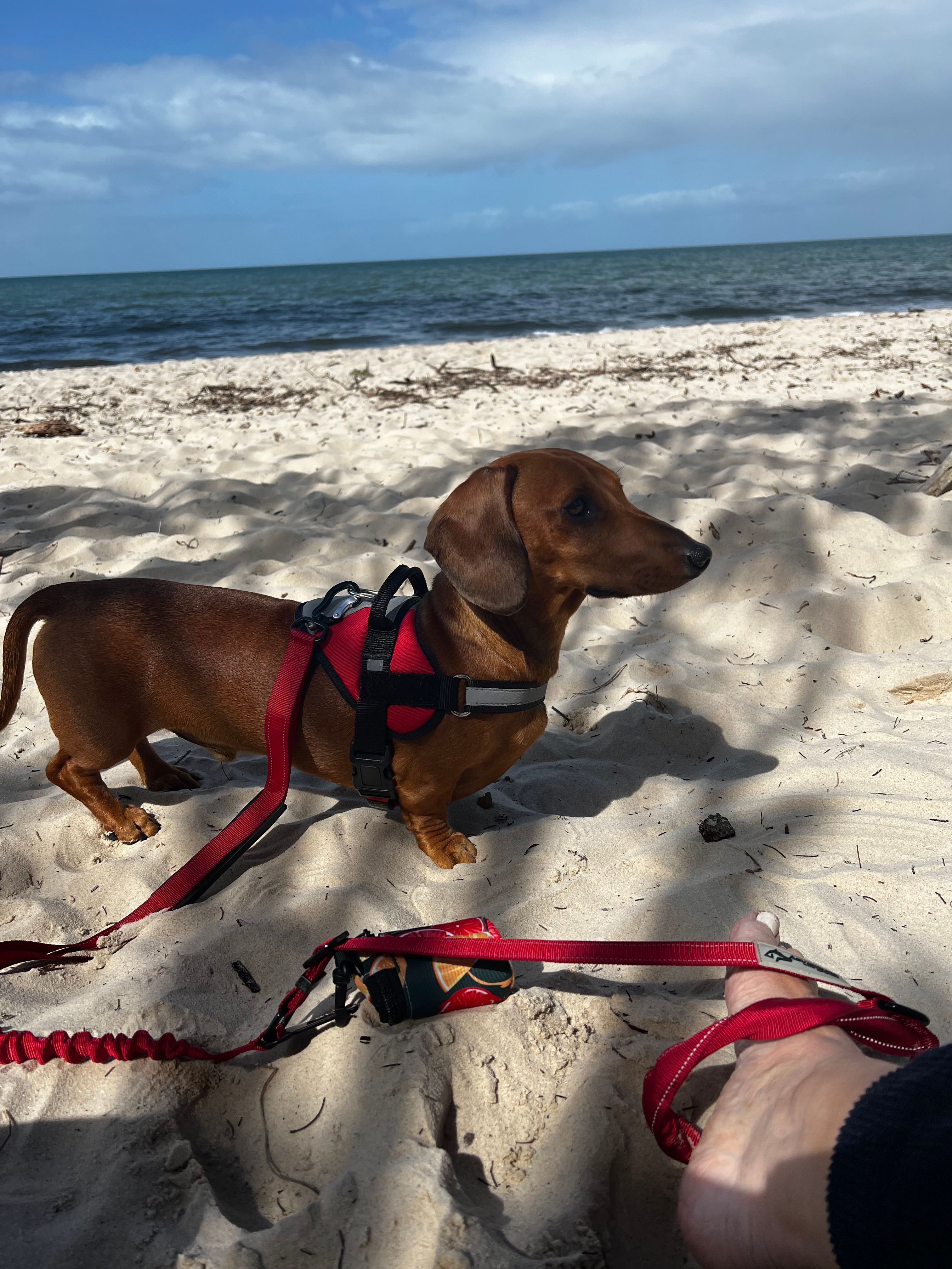So close to Bribie Island dog off leash beach