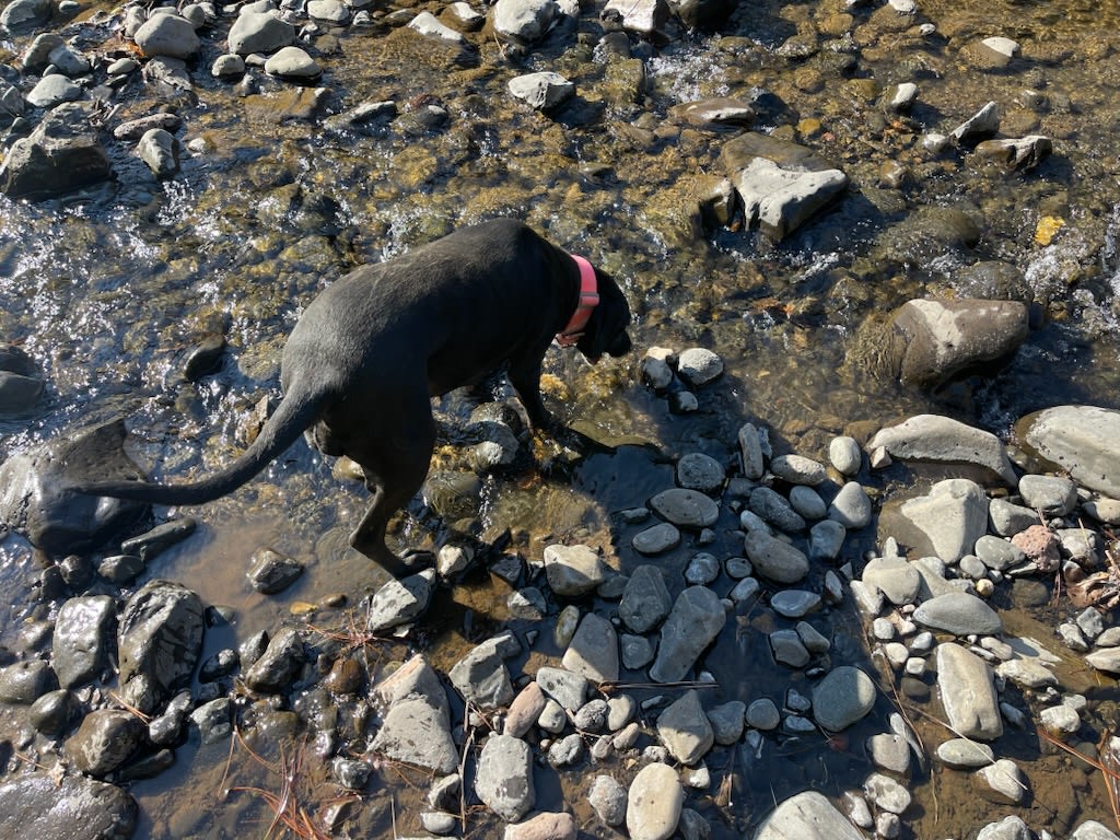 Mountaineer Frontier