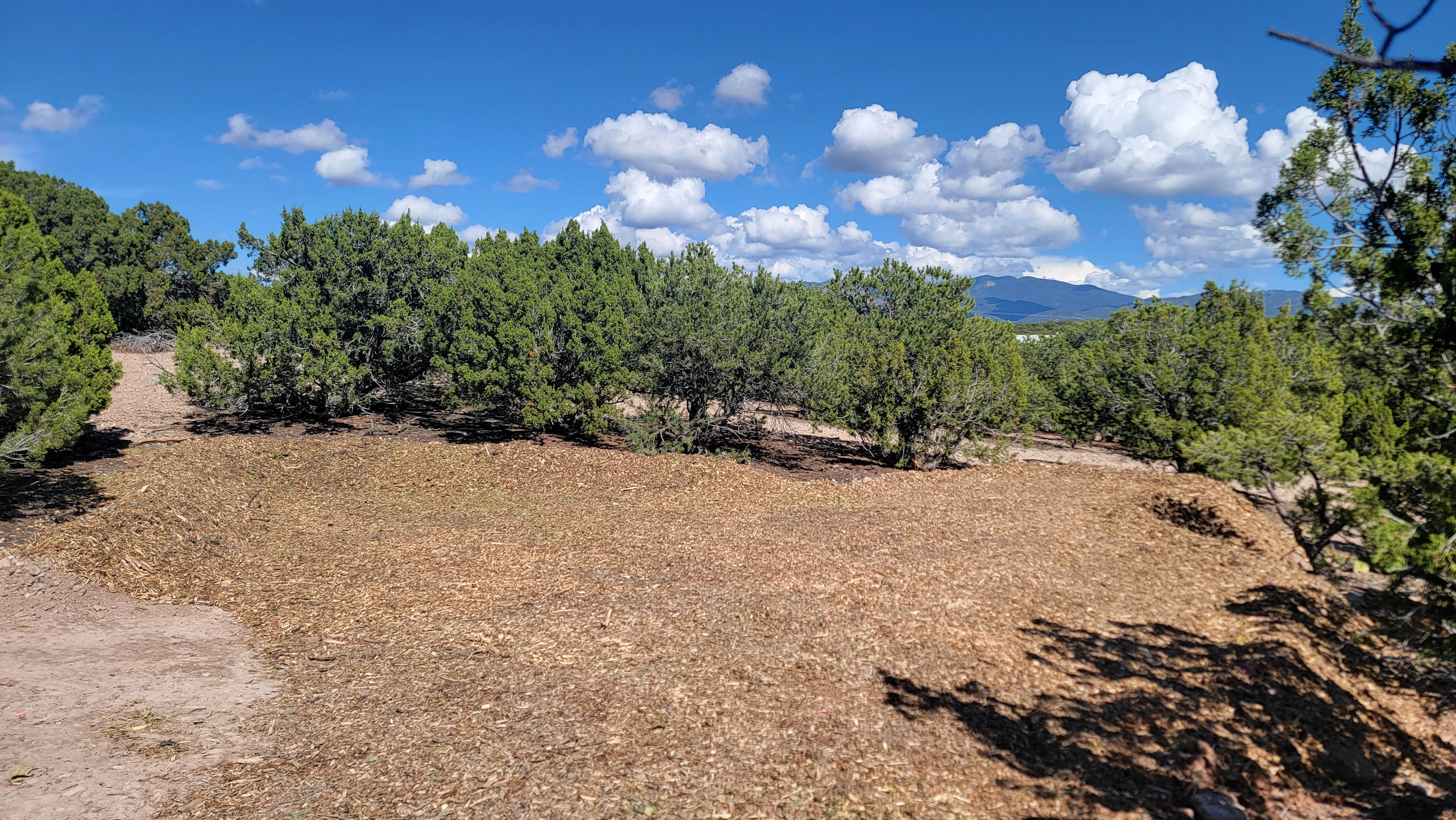 Piñon Pine And Prickly Pear