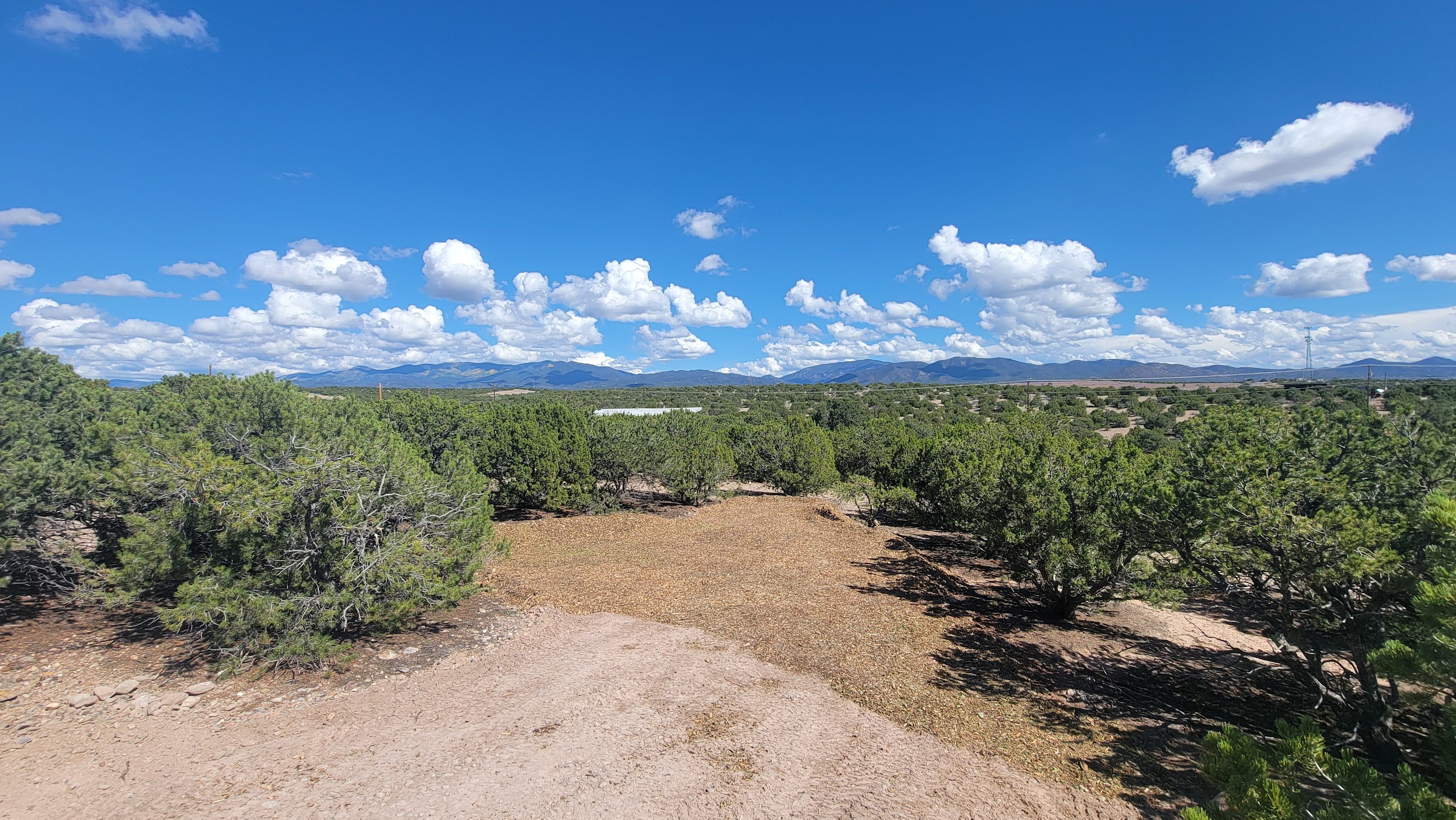 Piñon Pine And Prickly Pear