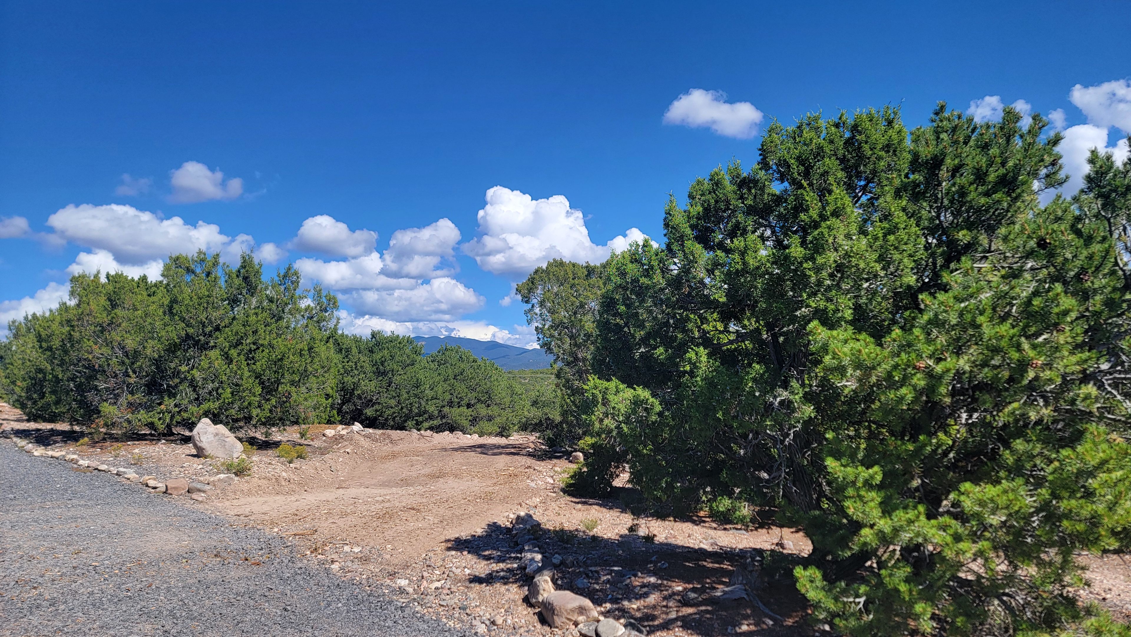 Piñon Pine And Prickly Pear