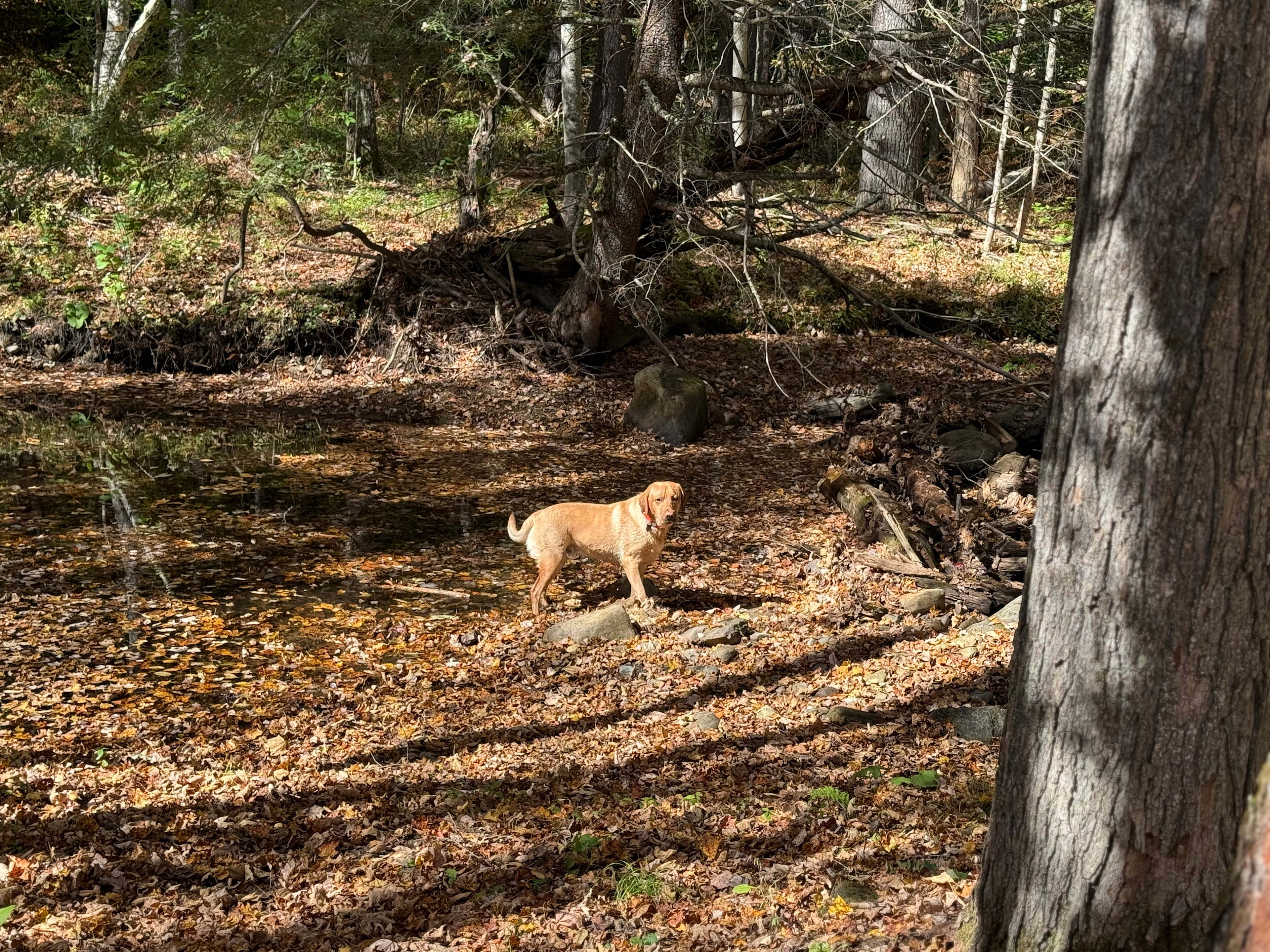 Doc's Crossing at Great Brook Camps