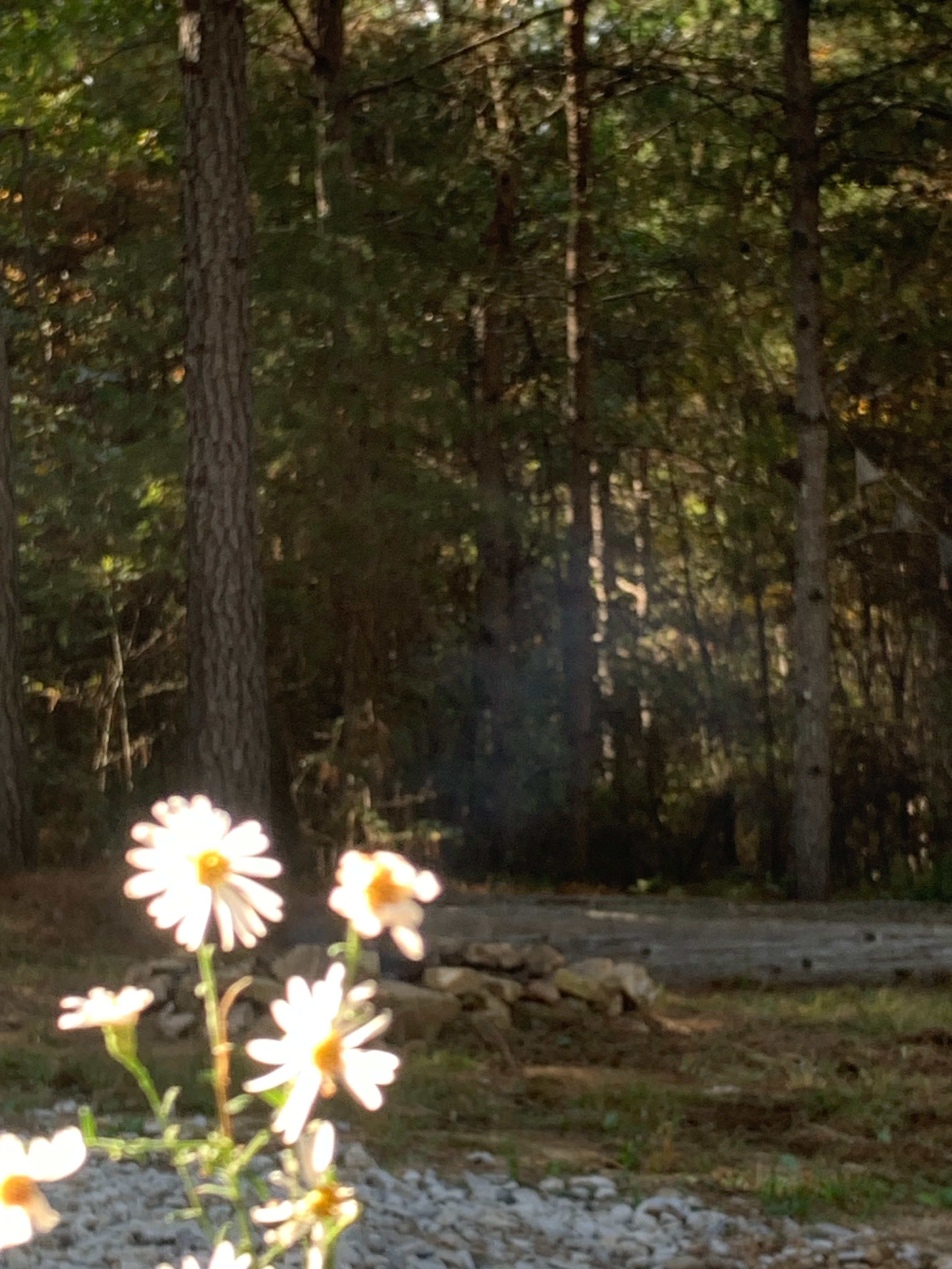 A few of the many wildflowers. 