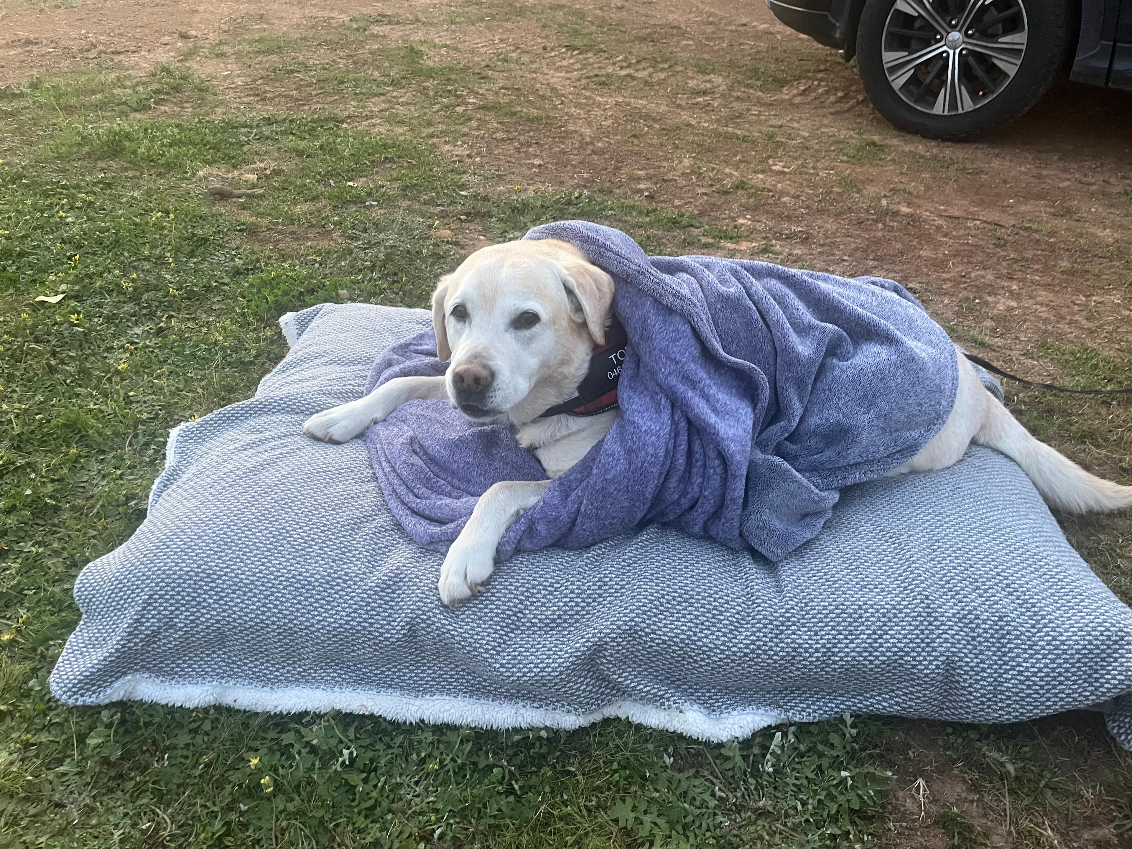 Happy Dog Happy Life :) 