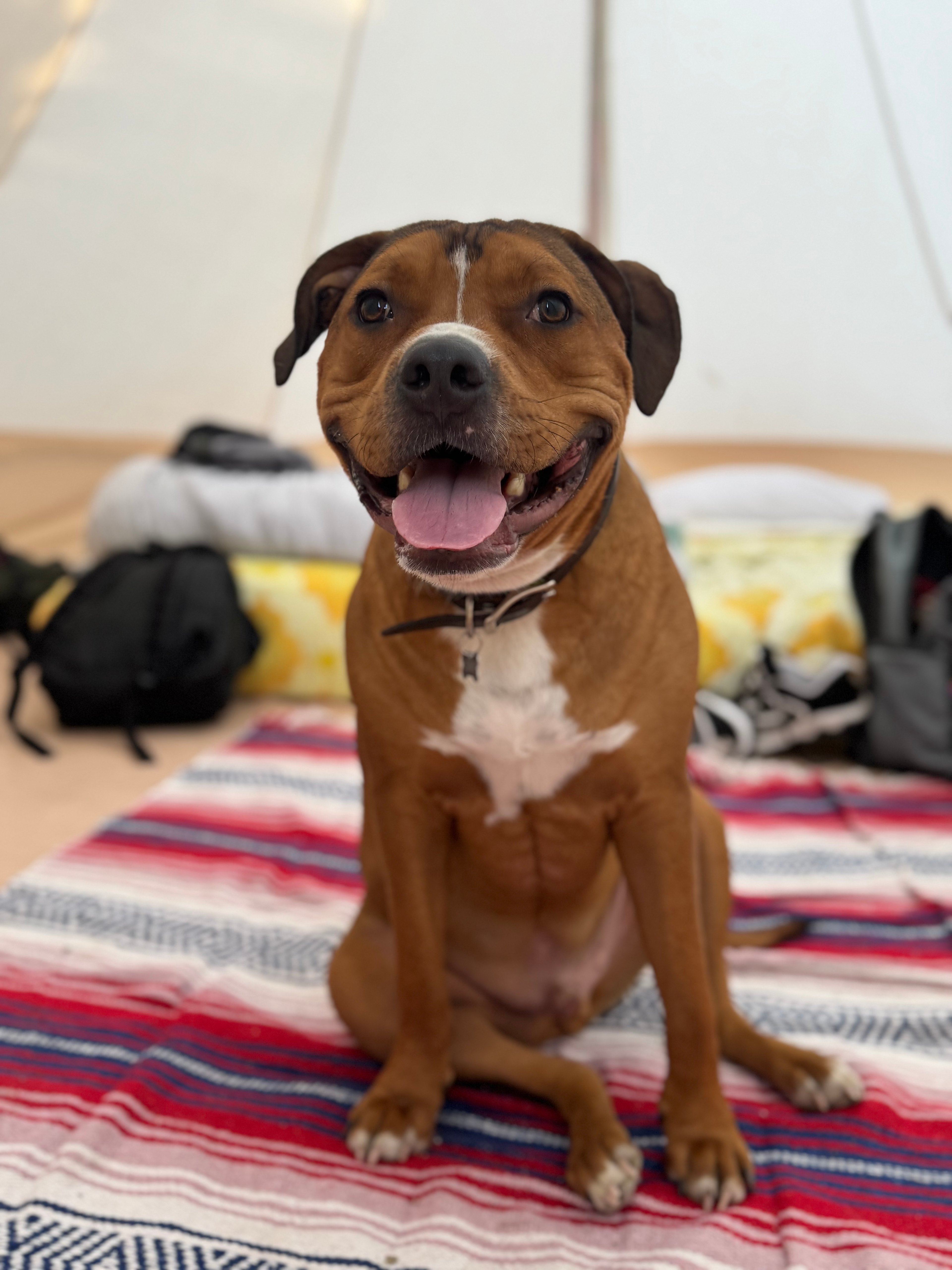 They are dog friendly!