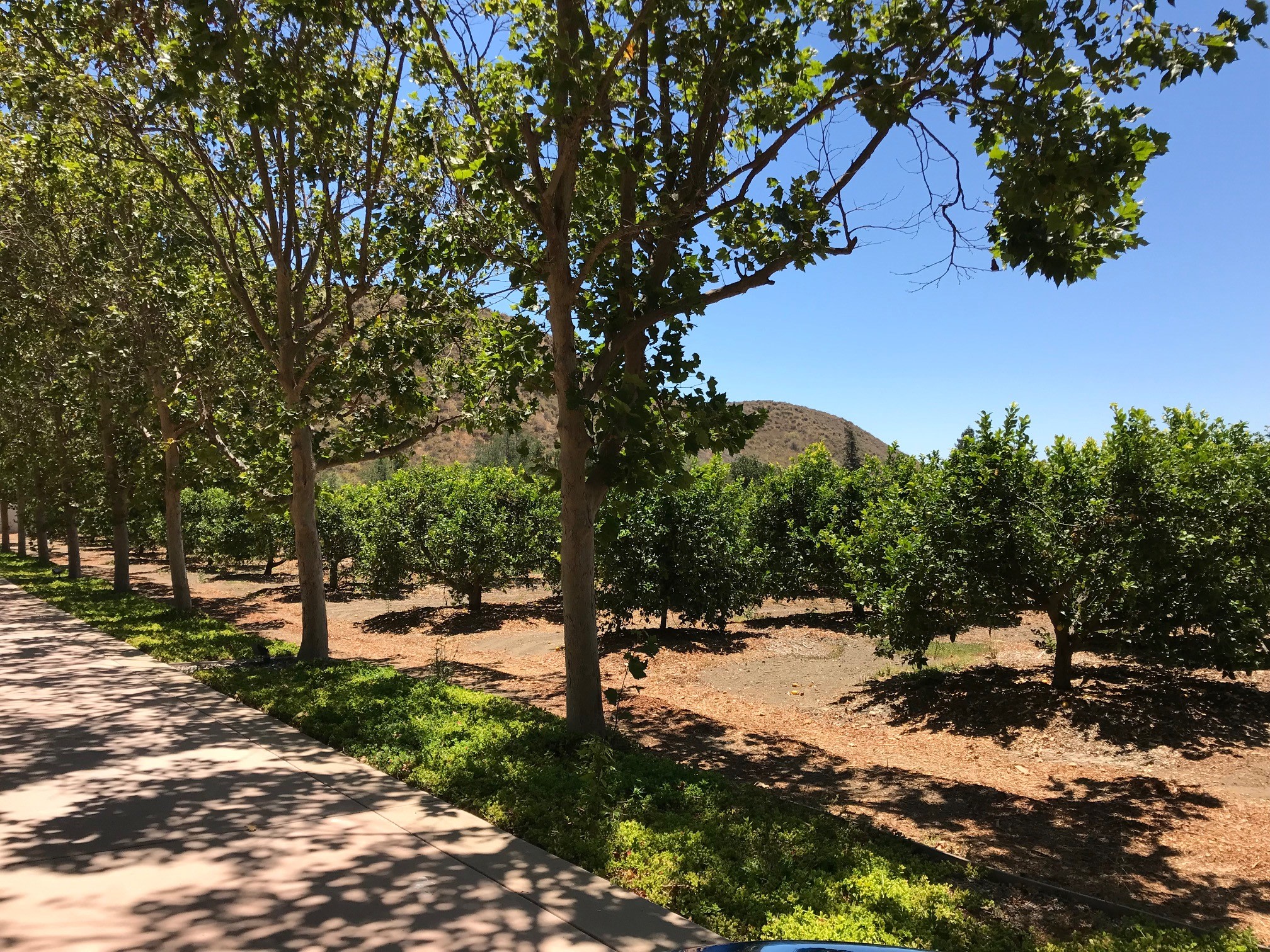 Zava Ranch - Avocado & Lemon Grove