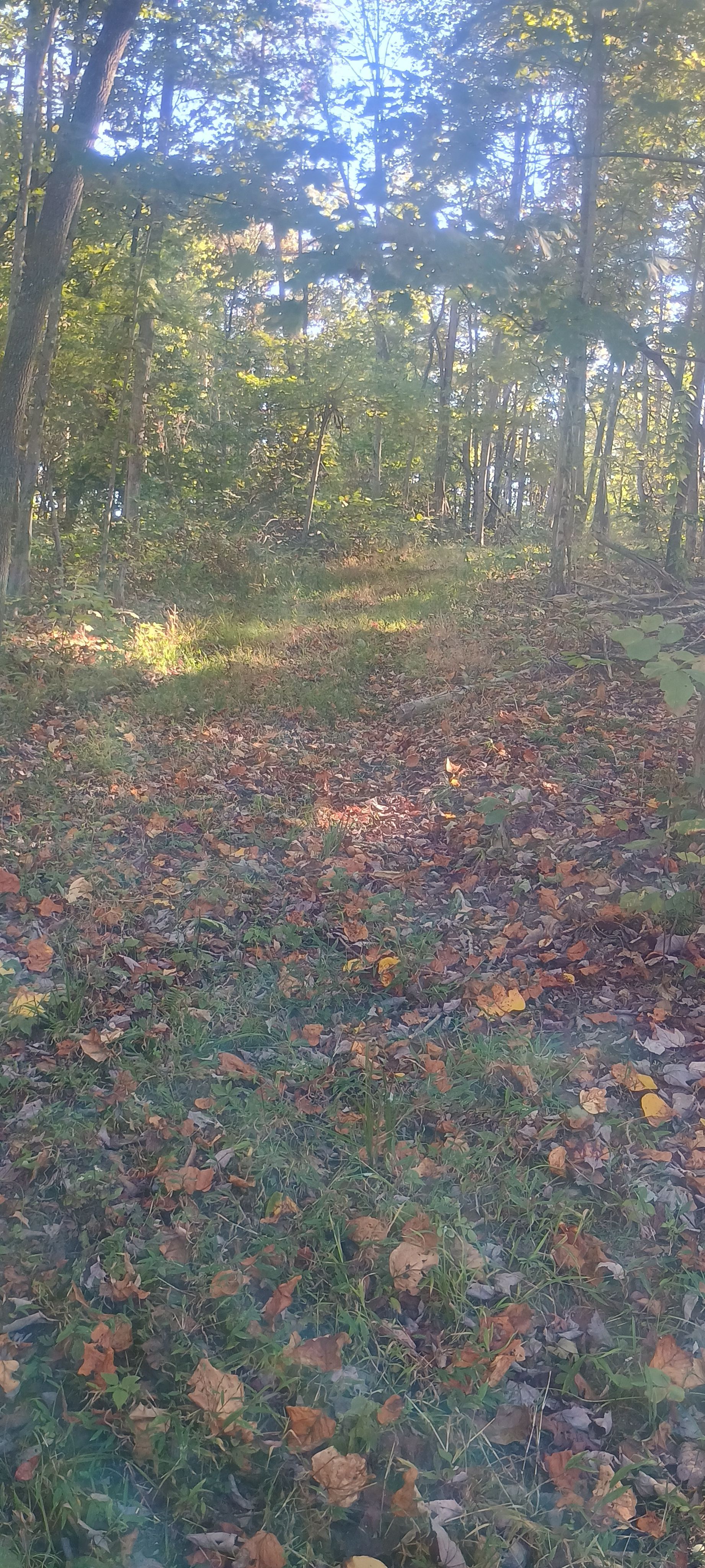 Wild Ridge Campsites and LodgingLLC