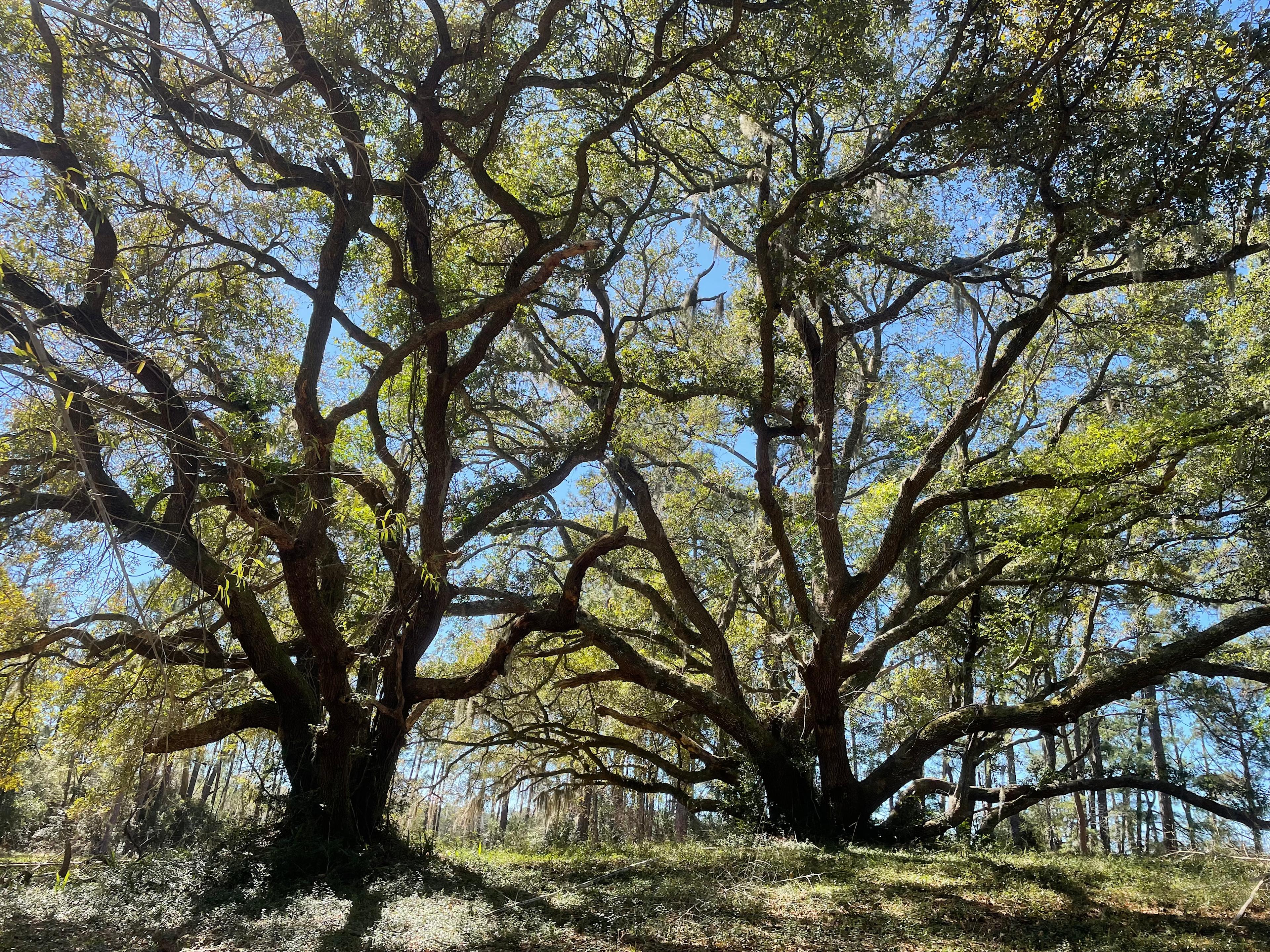 160 Acres  1700's waterfront forest