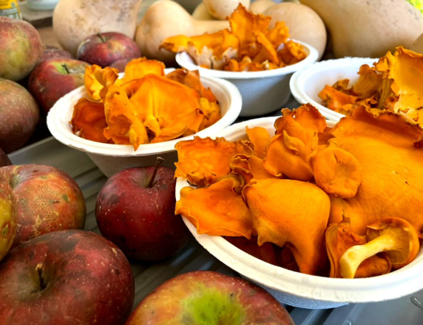 Forest & Farm Camping Retreat