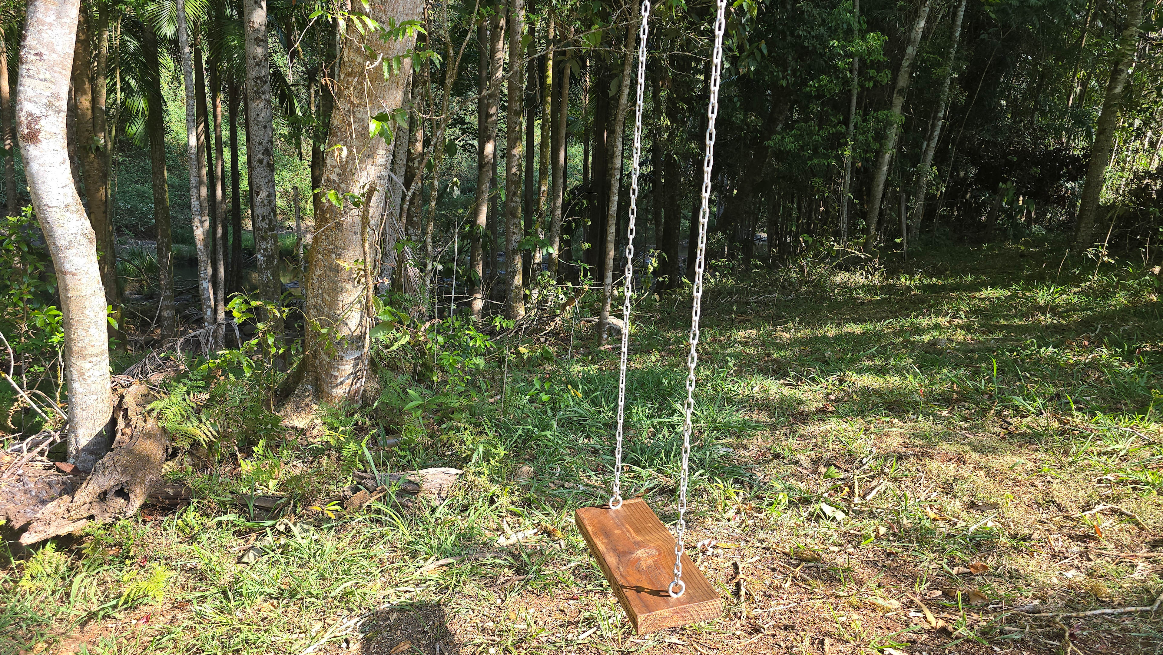 Tree swing.