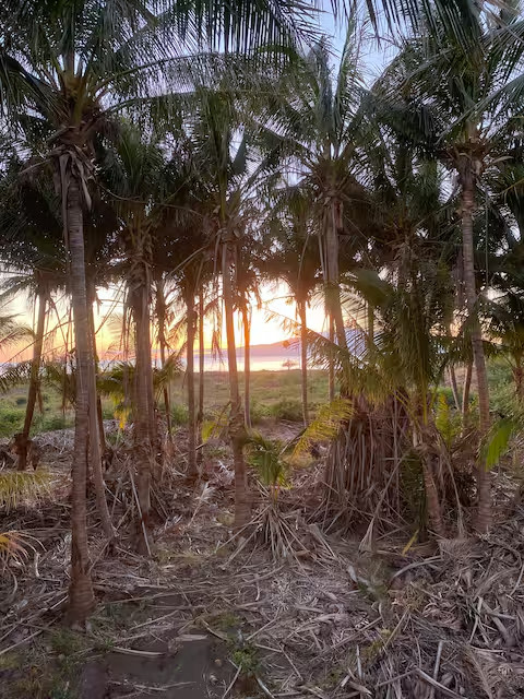 The Hidden Food Forest