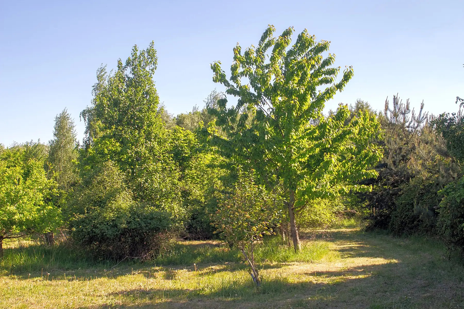 Rosehip Woods Campsite