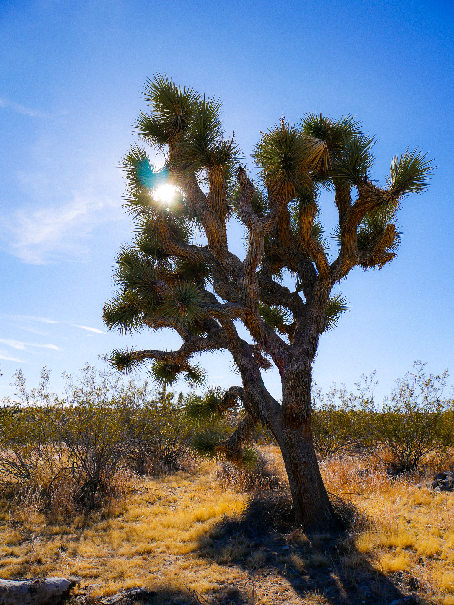 The Valley - 15 min to Joshua Park
