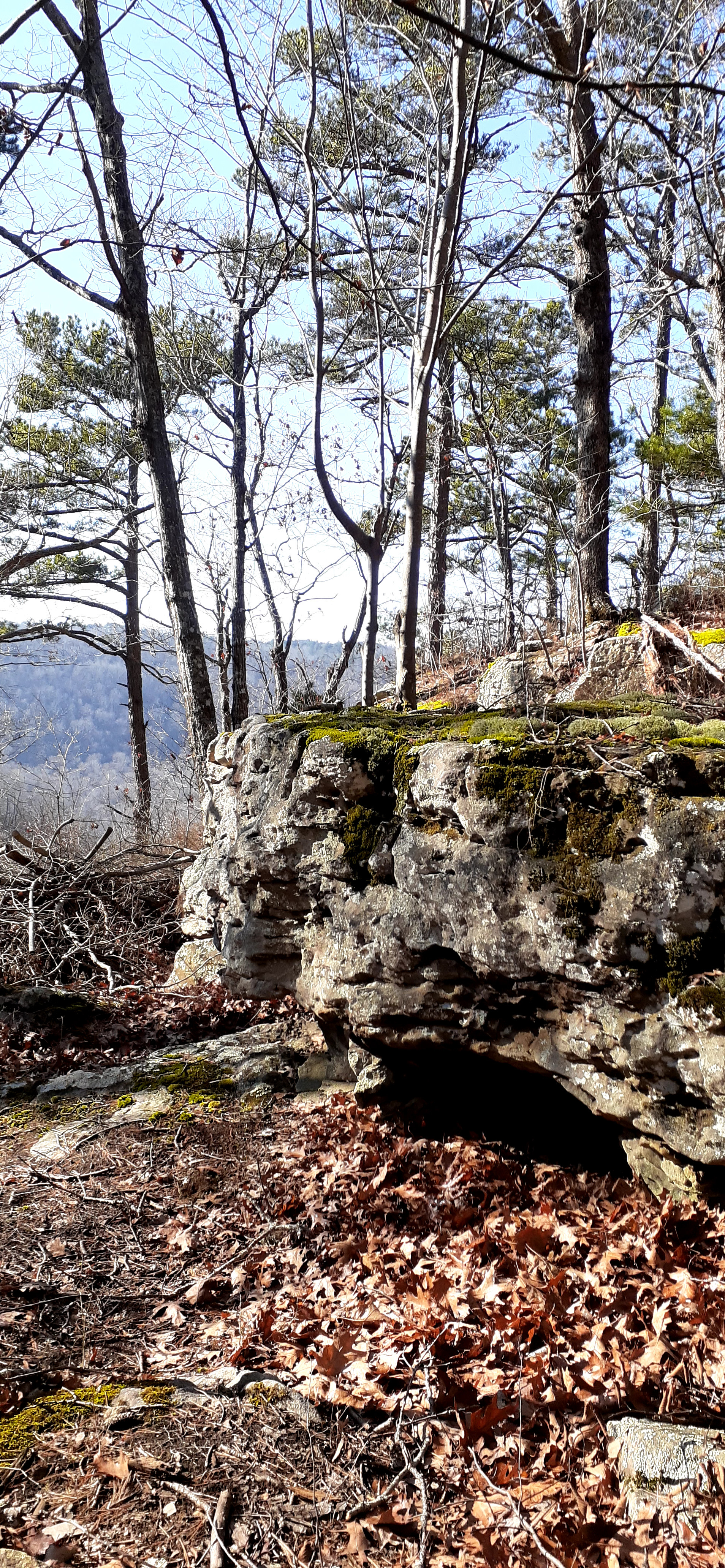 Private Pines By The Hollar