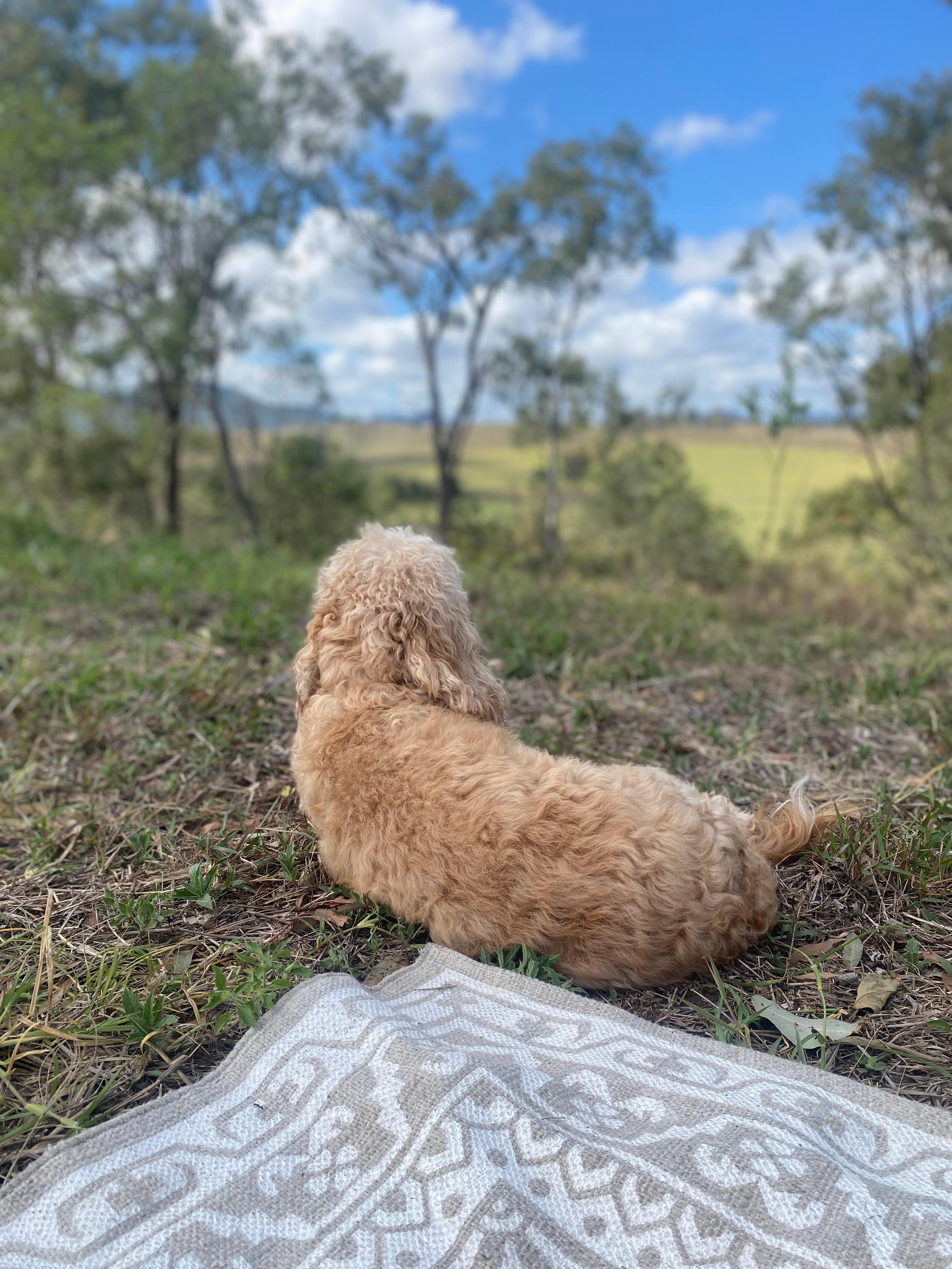Harriets Rest Creekside Camping