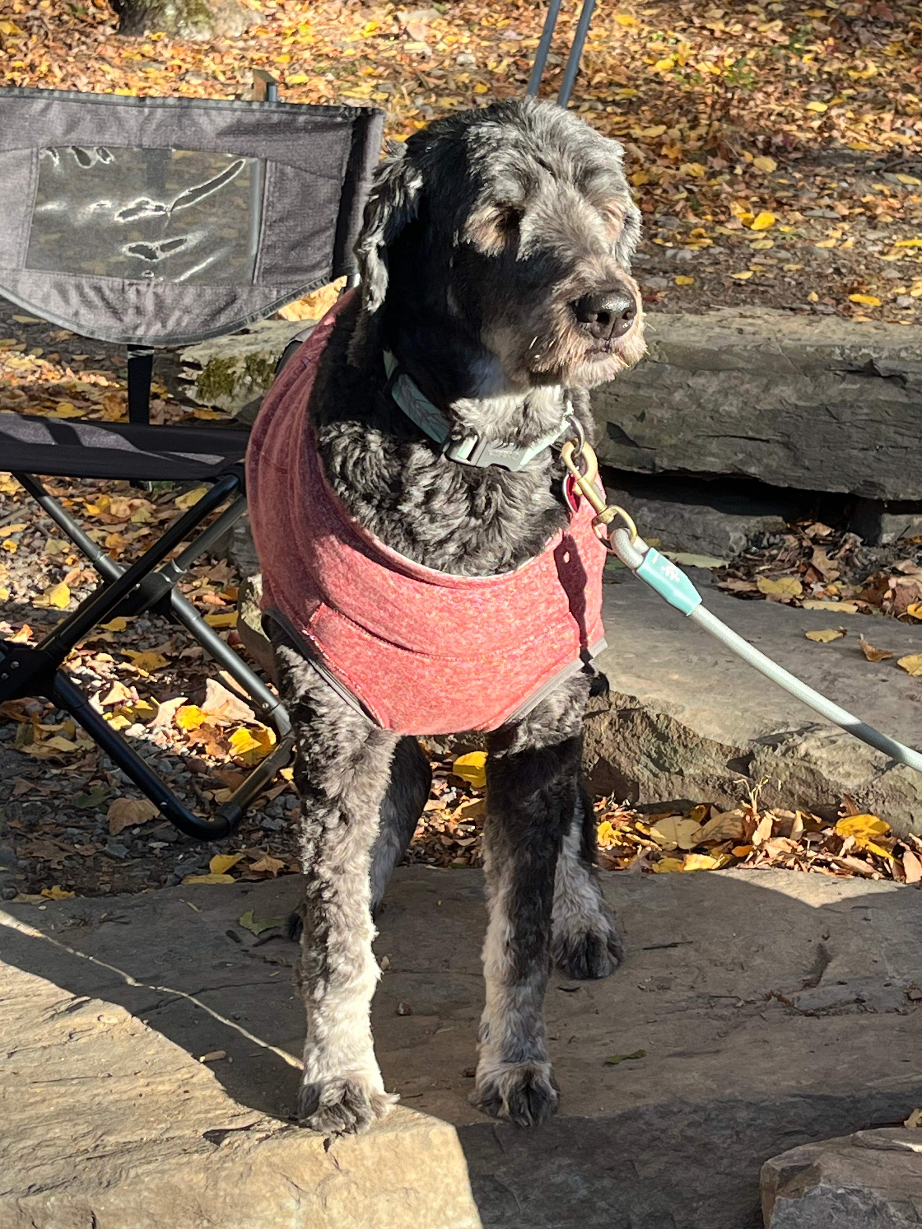 Ahh morning sun by fire pit 🐶