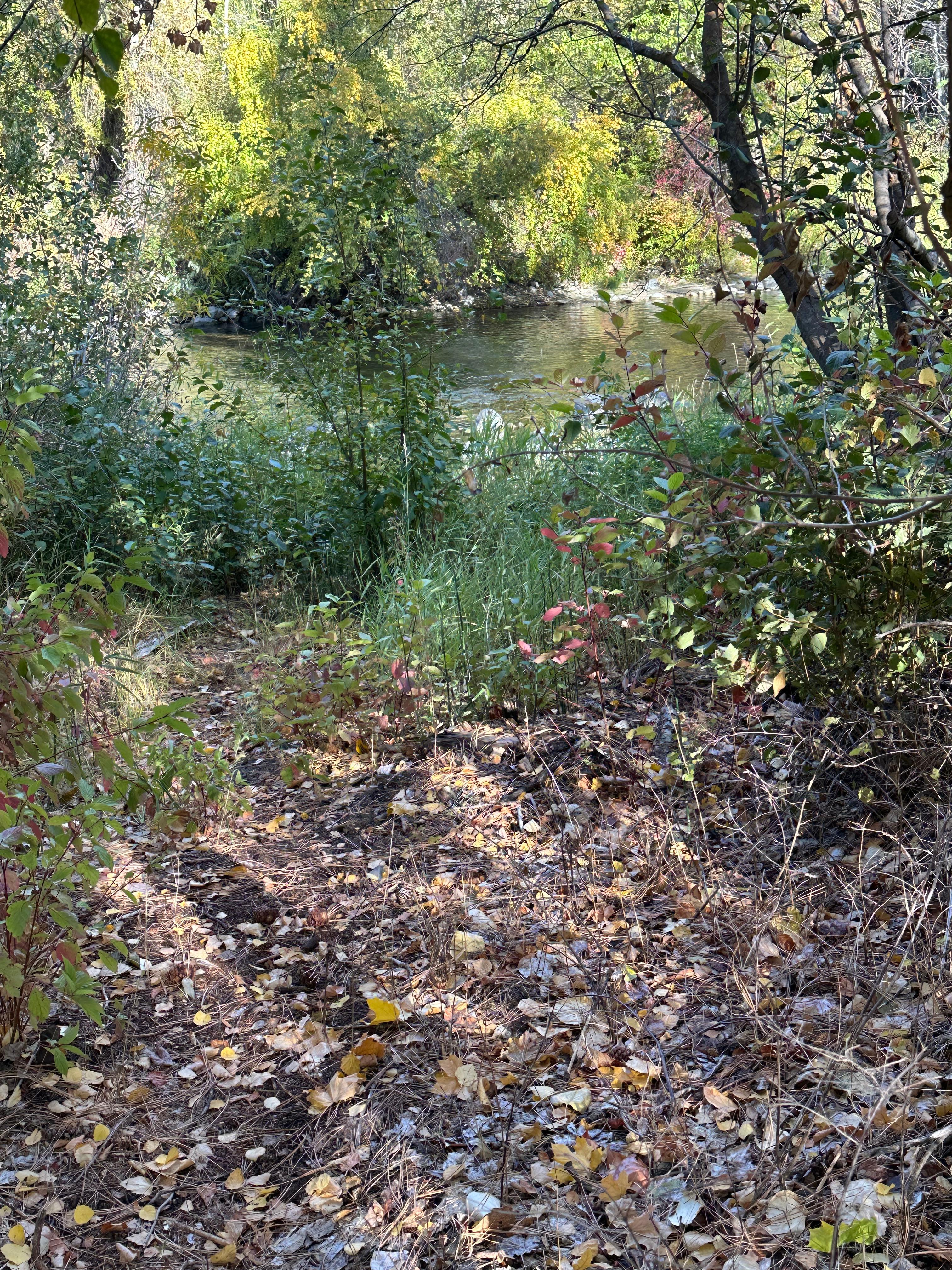 River Camp on Bison 🦬 Farm