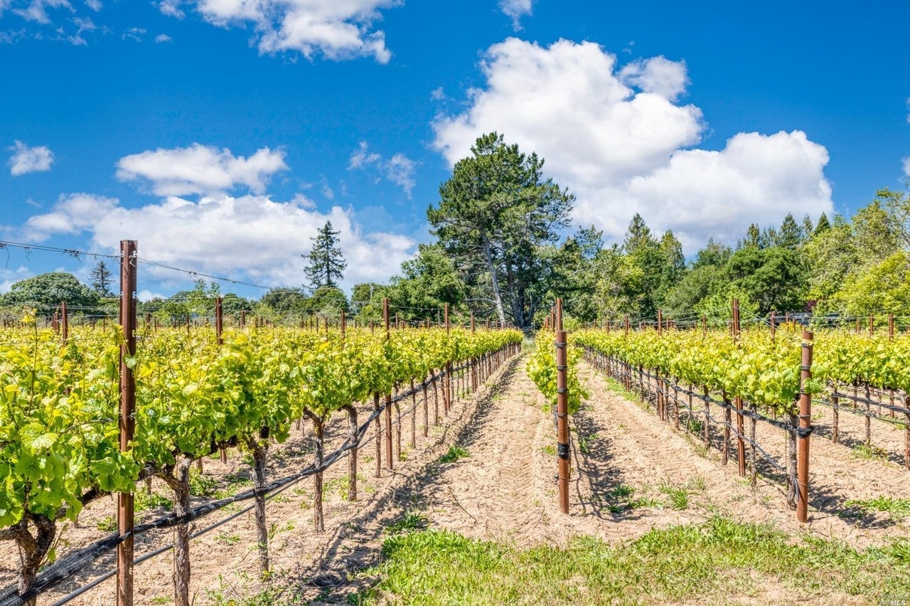 Cunningham Ridge Vineyard