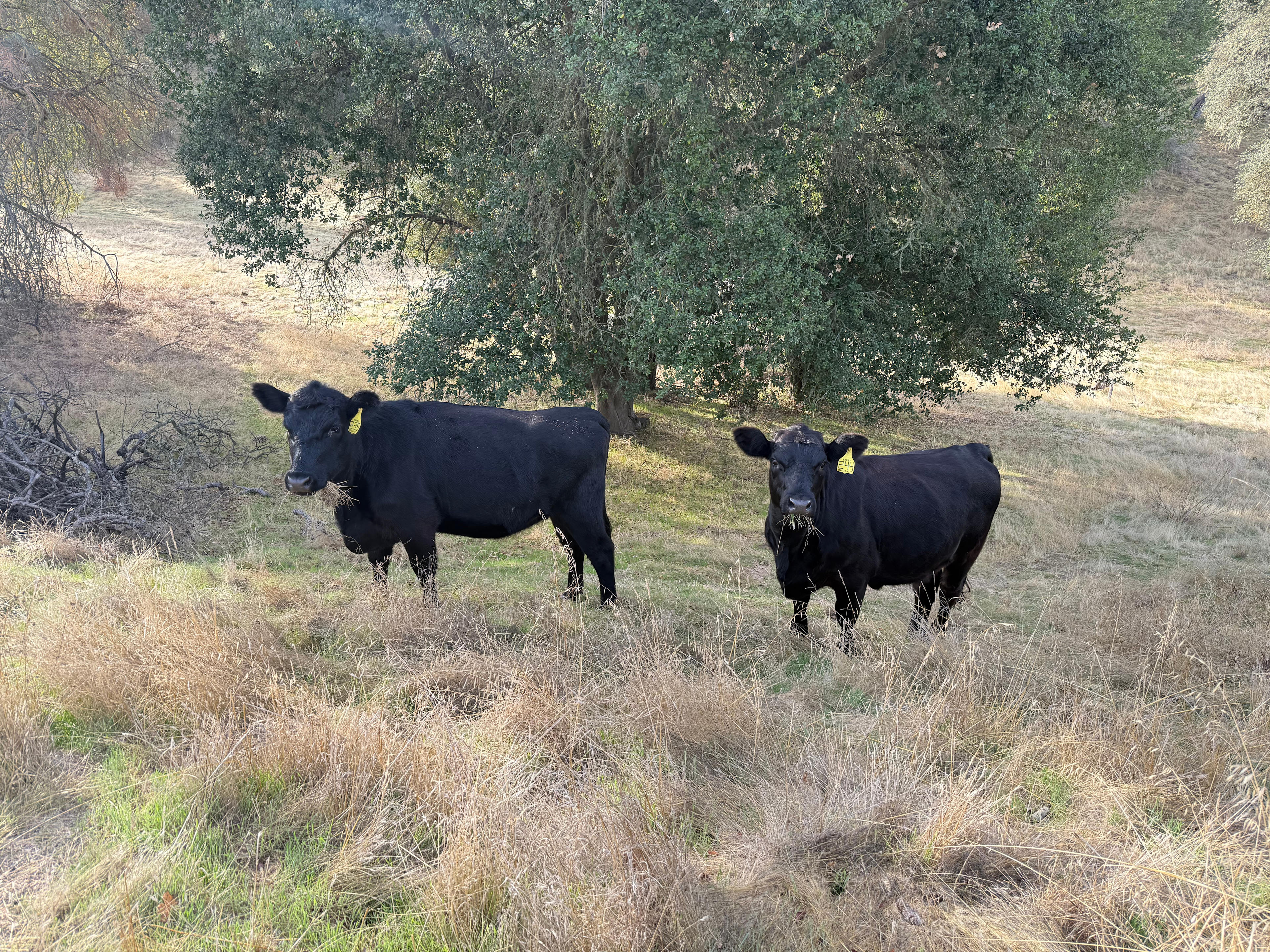 Wolf Six Ranch • Wine Country Stay