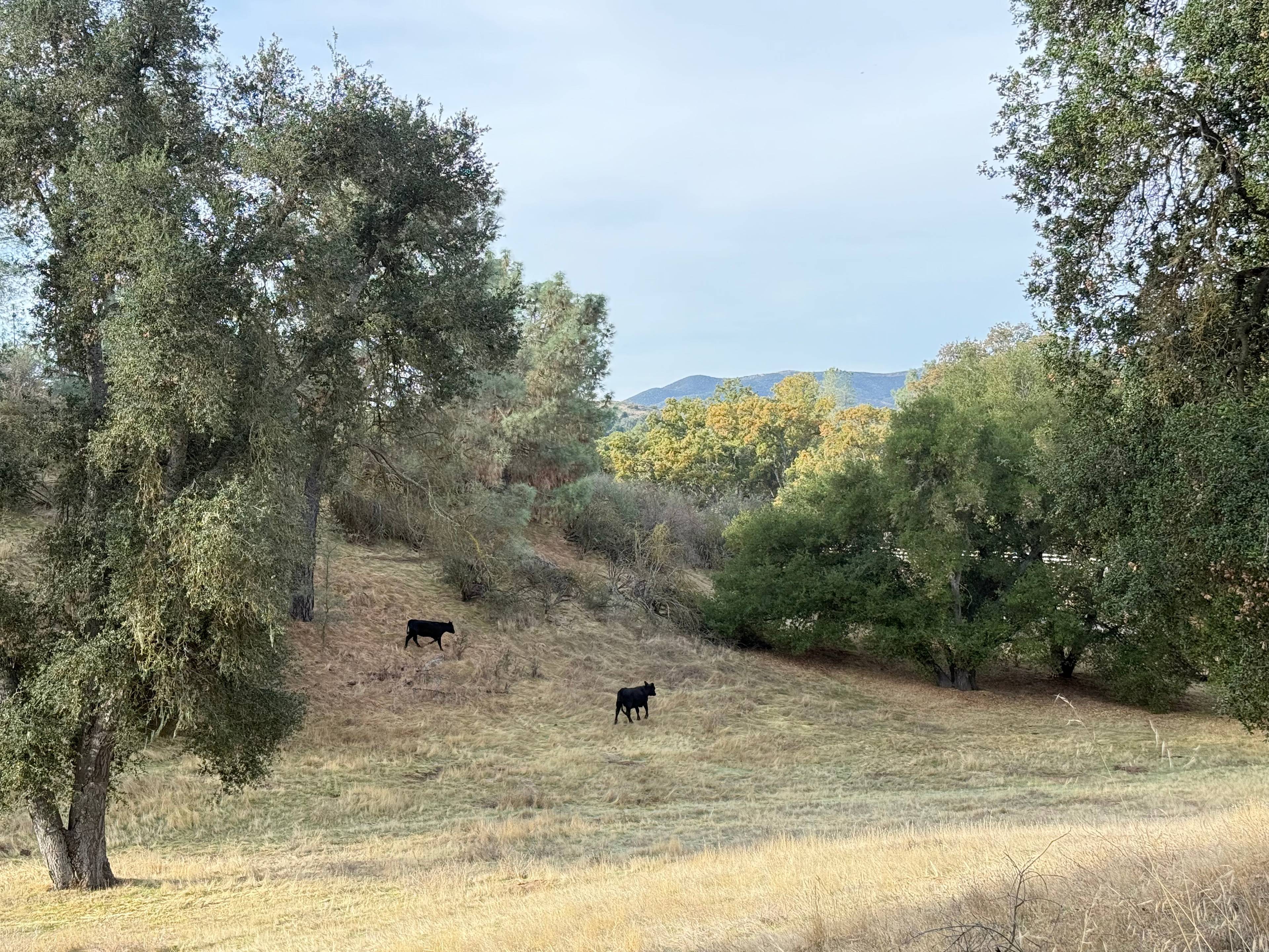 Wolf Six Ranch • Wine Country Stay