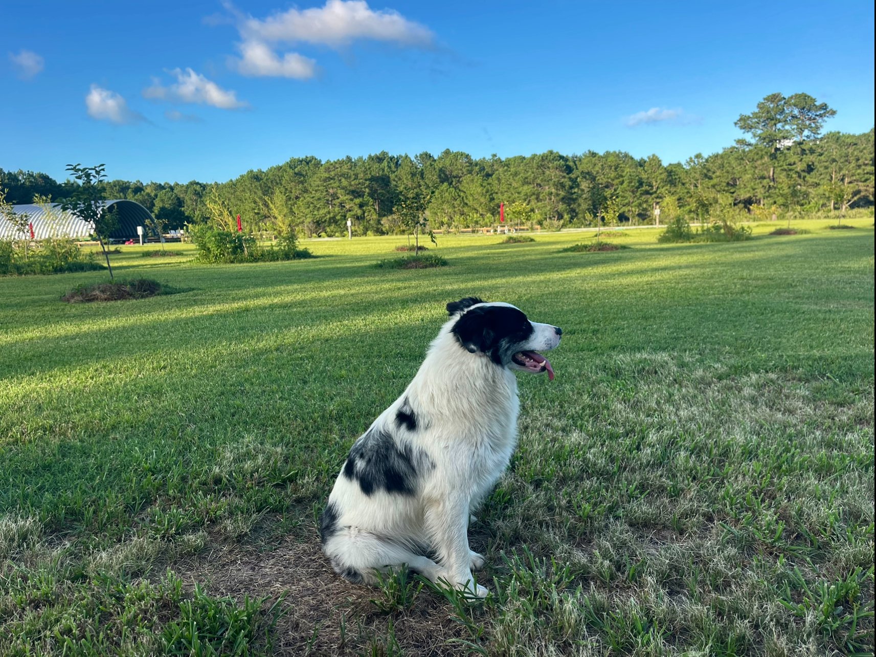 Hidden Orchard RV and Glamping