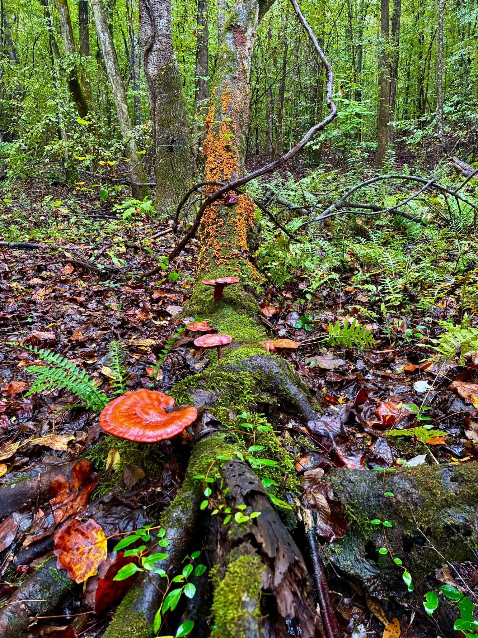 Lots of different kinds of mushrooms to be found throughout the property.