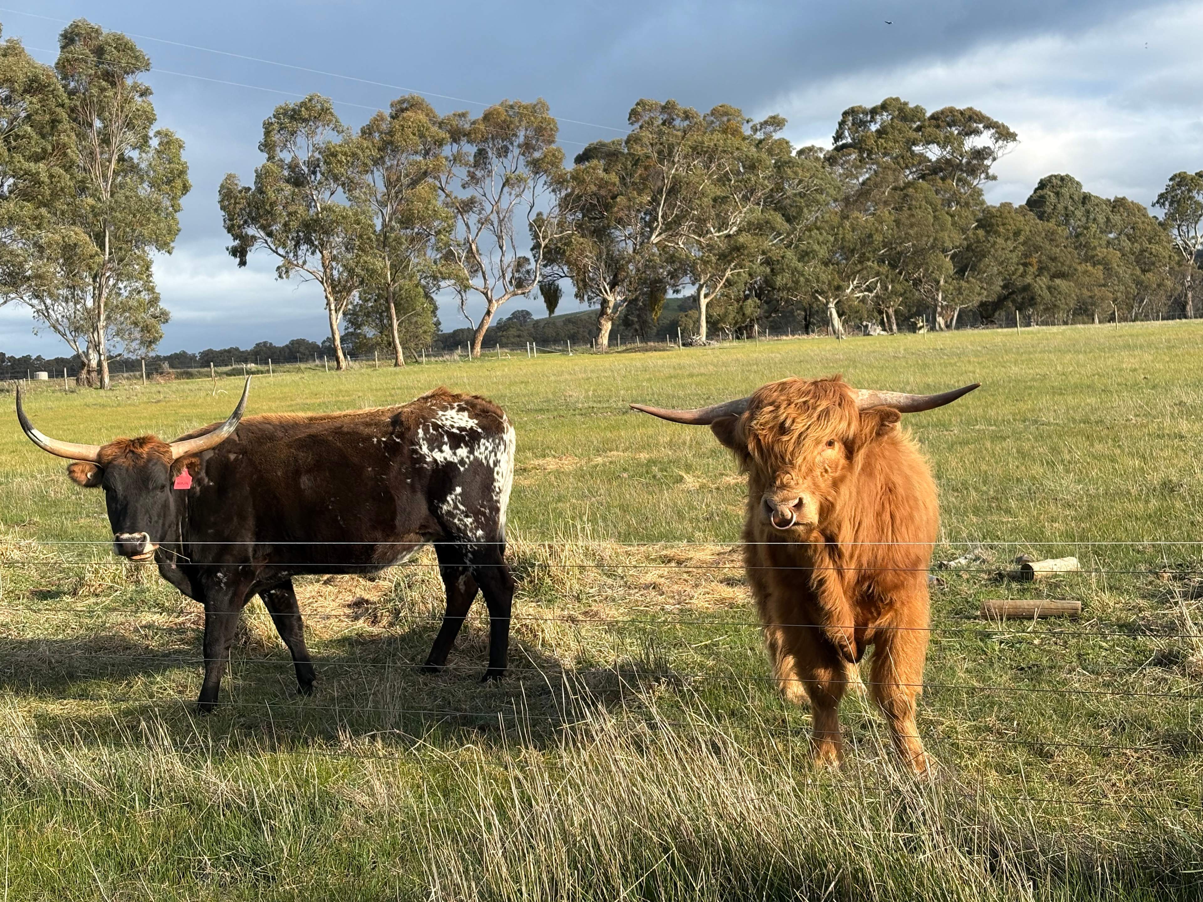 BellMill Farm - Grampians Highlands