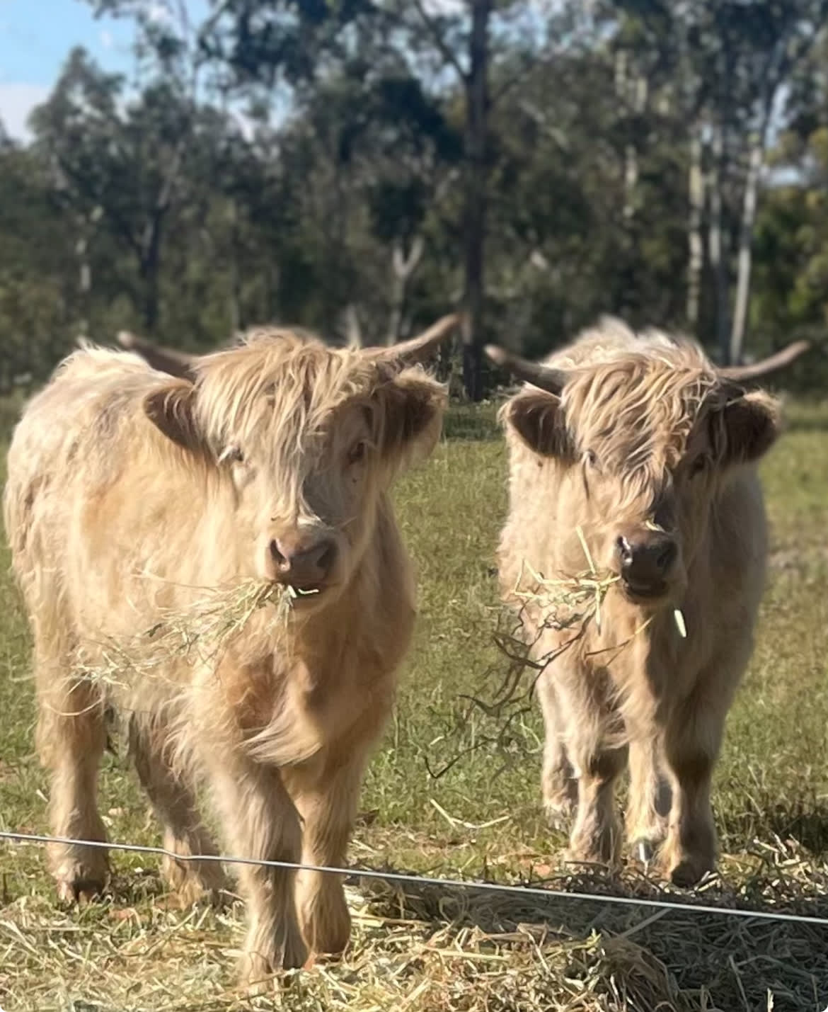Eeyore And Snore Hunter Valley