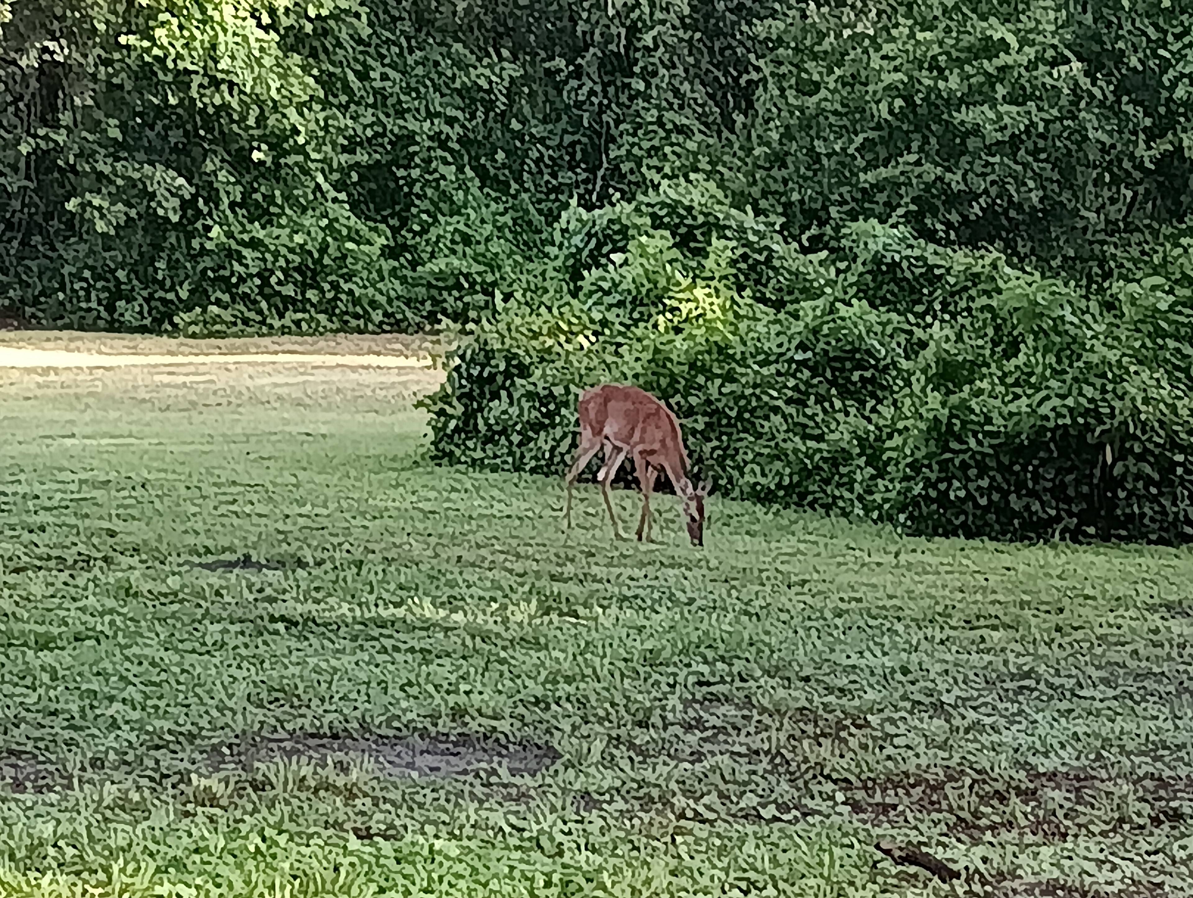 Oasis Under The Oaks