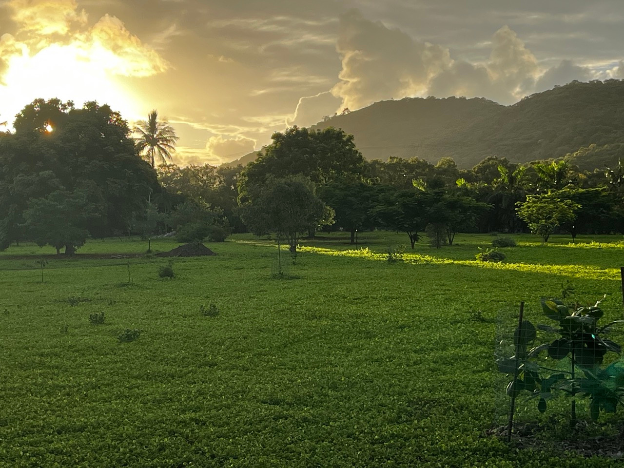 Blue tiger Campsite in rainy season