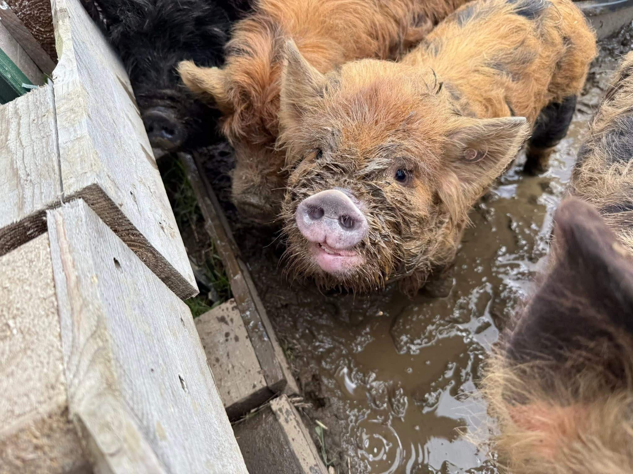 Gweniviere- one of our KuneKune oogs
