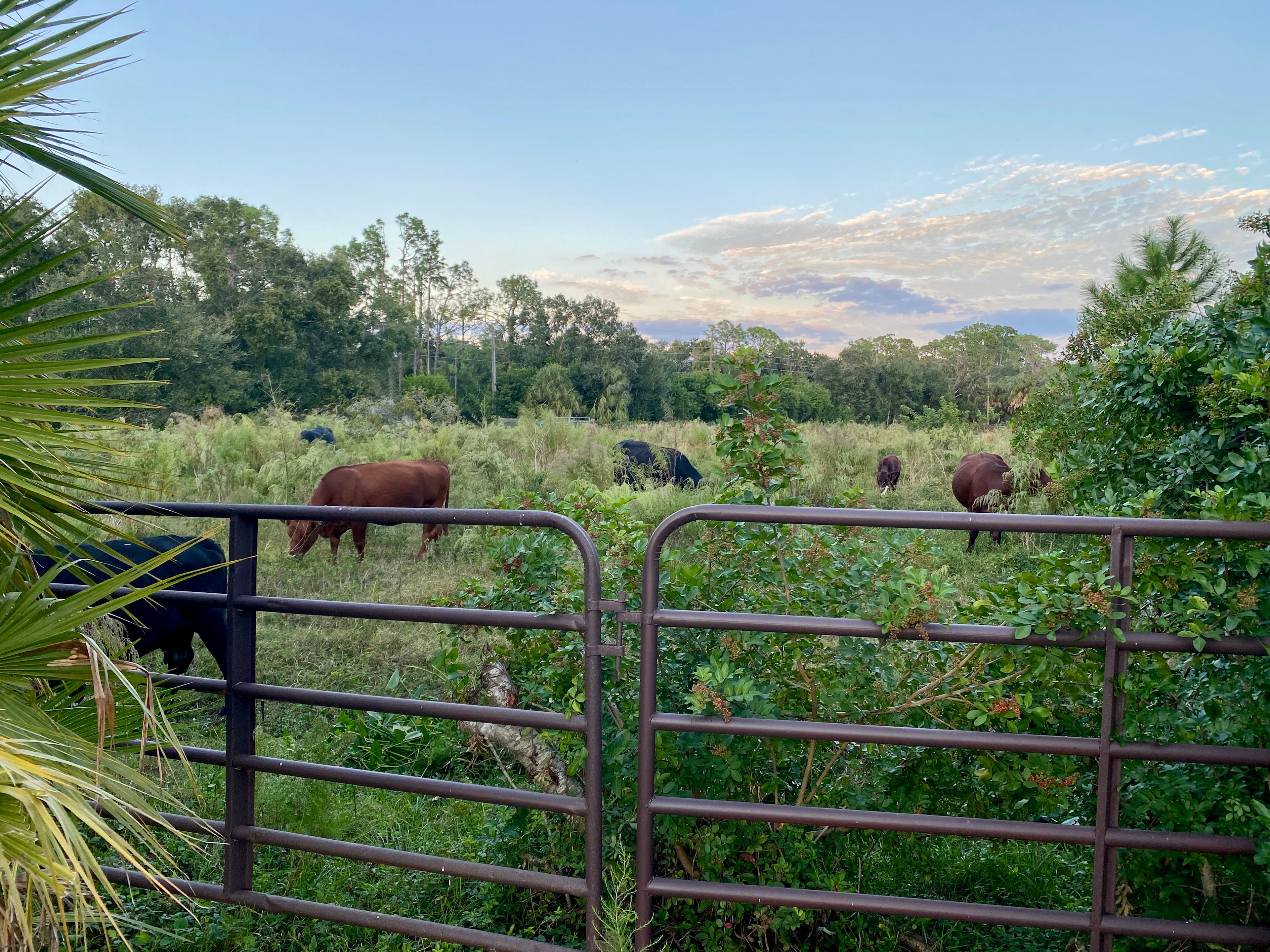Our friendly cows! This is the view to the east from your campsite -- during your stay we're happy to provide hay and arrange a time to feed some!