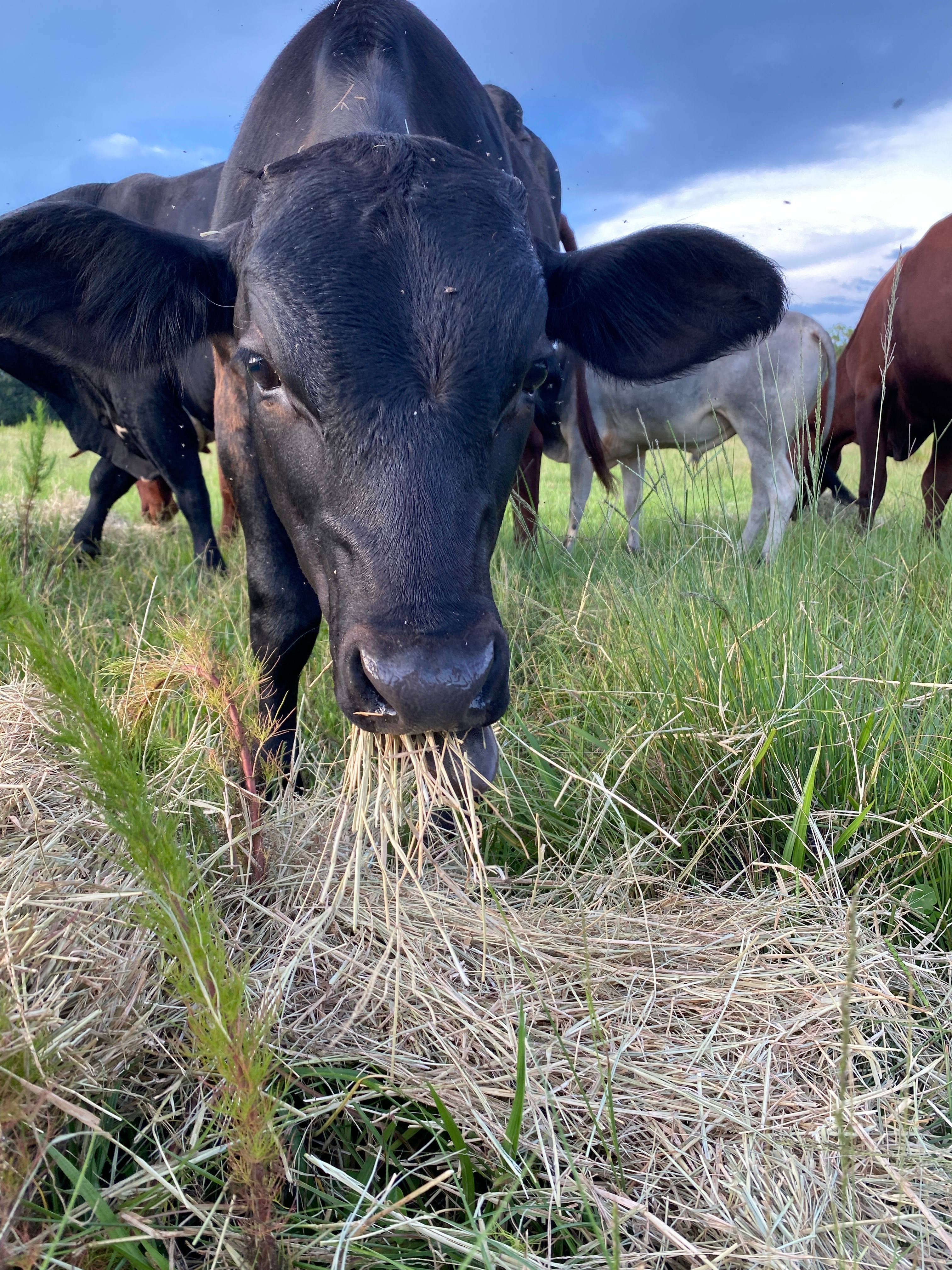 Another one of our friendly calves! His name is Sesame